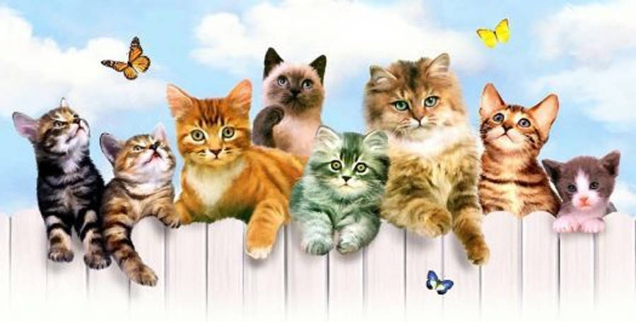 Facebook Cover 桌布 壁紙 — 一排不同的小貓棲息在白色圍欄上，背景是明亮的藍天和翩翩飛舞的蝴蝶。