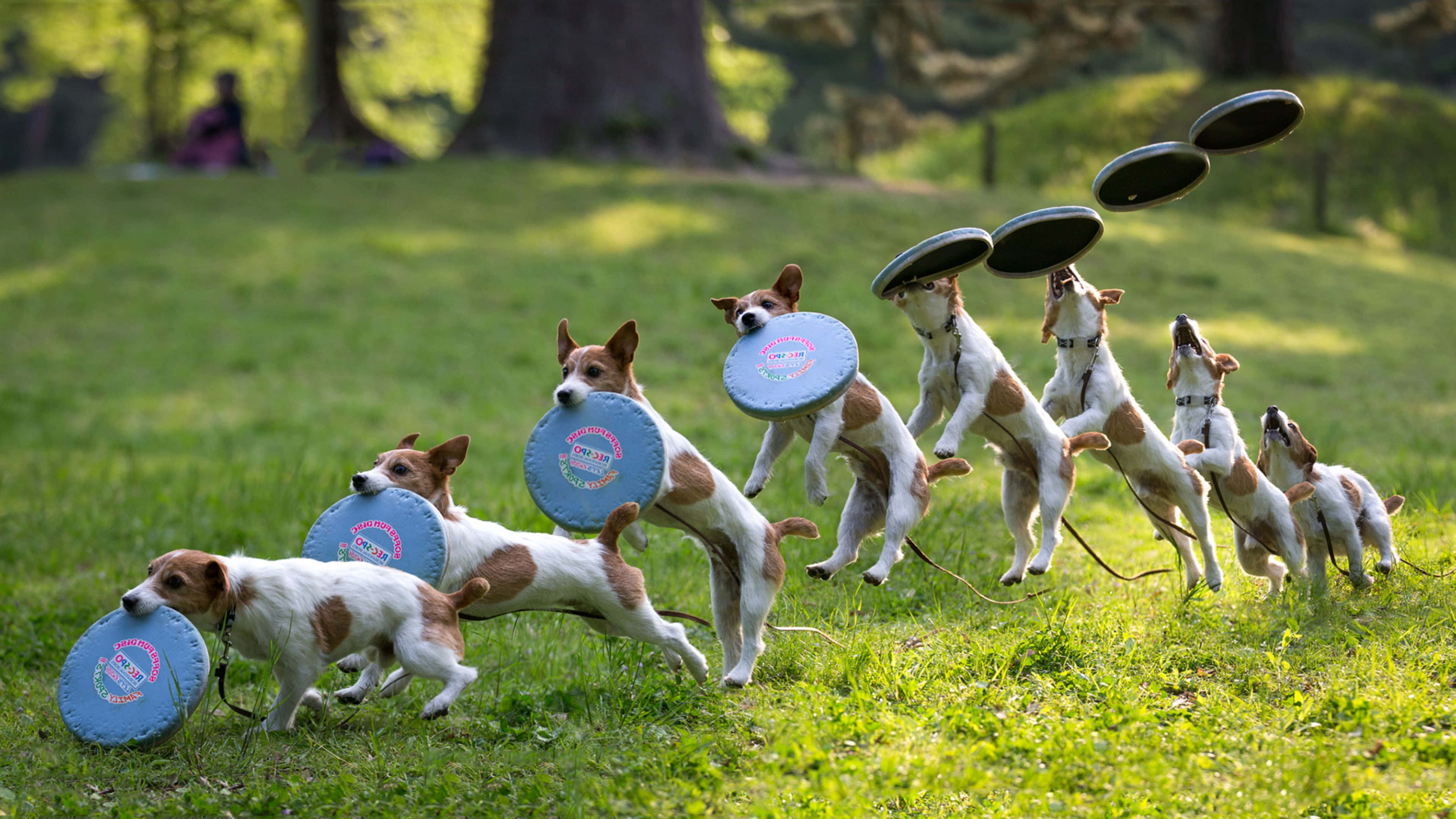 4K Frisbee 桌布 壁紙 — 一排傑克羅素梗在陽光照耀的草地上跳躍，在空中接住藍色飛盤。