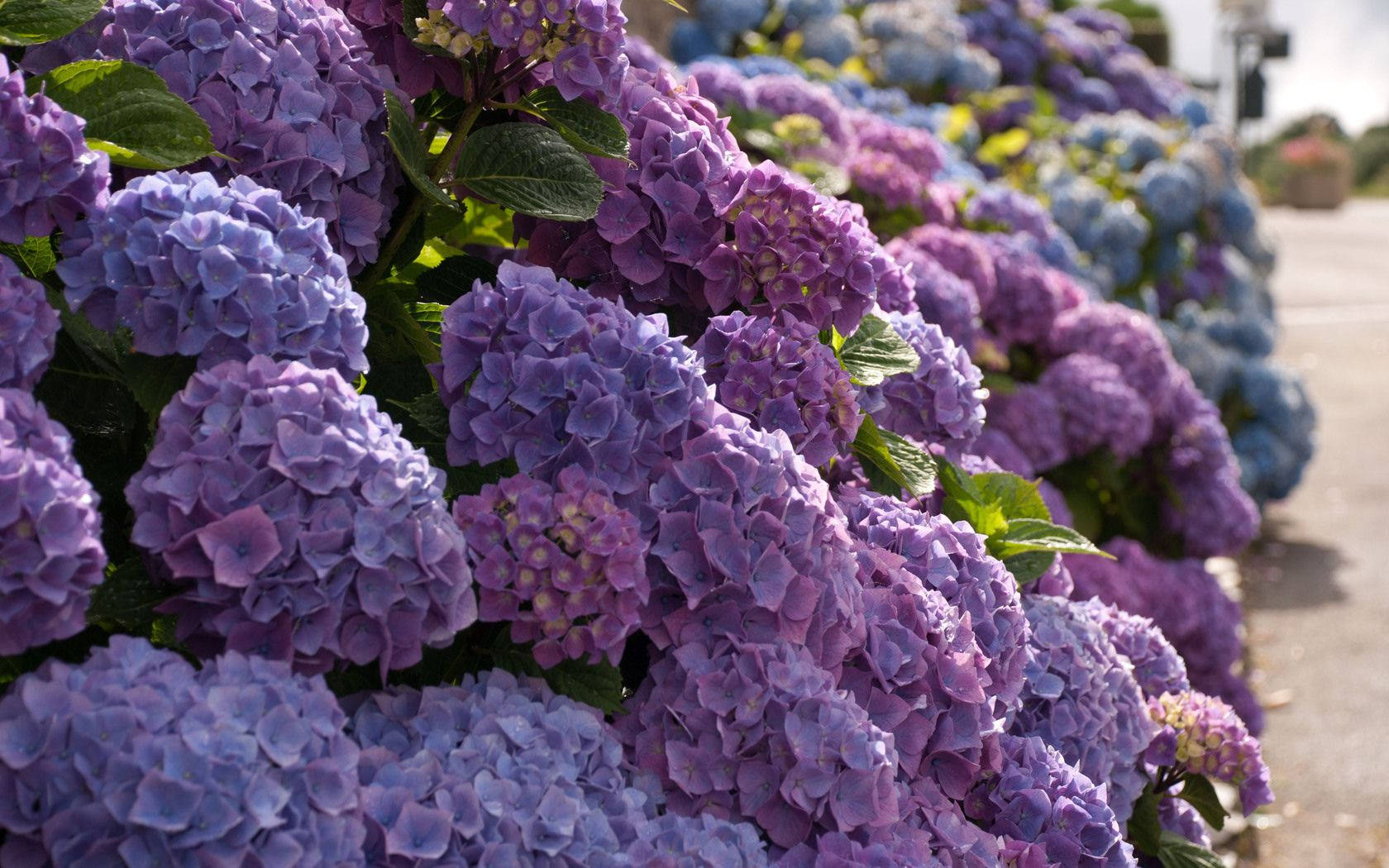 Flowers 桌布 壁紙 — 一排充滿活力的紫色和藍色繡球花，茂密的綠葉沿著陽光普照的小徑排列。