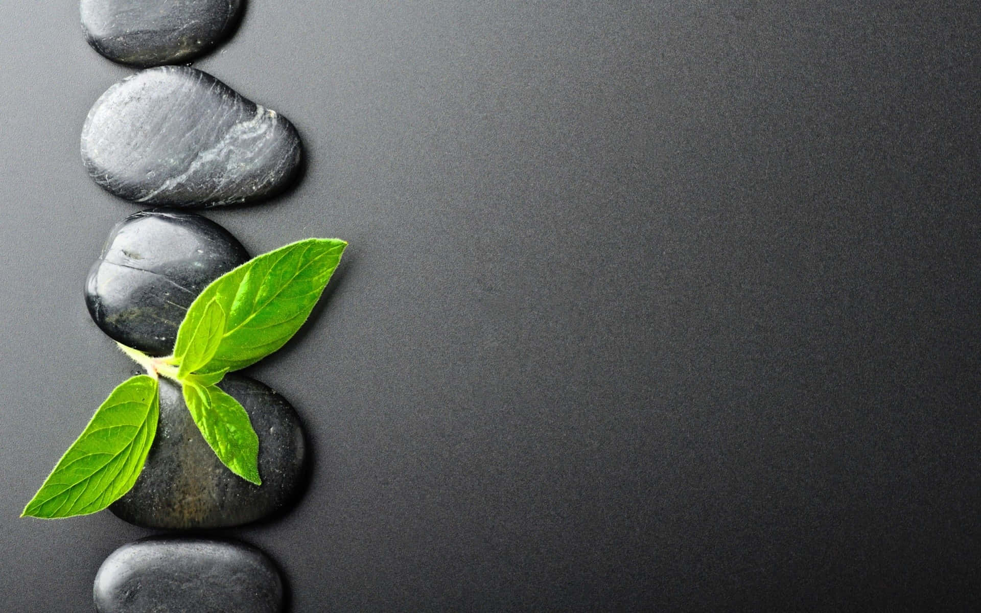禪 桌布 壁紙 — 一排光滑的黑色石頭，中間夾著充滿活力的綠色薄荷葉，放在深色紋理表面上。