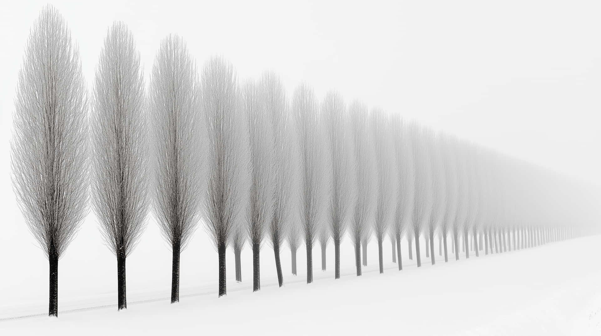 Row of slender trees in a vast, snow-covered environment 壁紙 — 一排光禿禿的樹木在蒼白的天空下延伸進雪霧中，營造出寧靜簡約的冬日場景。