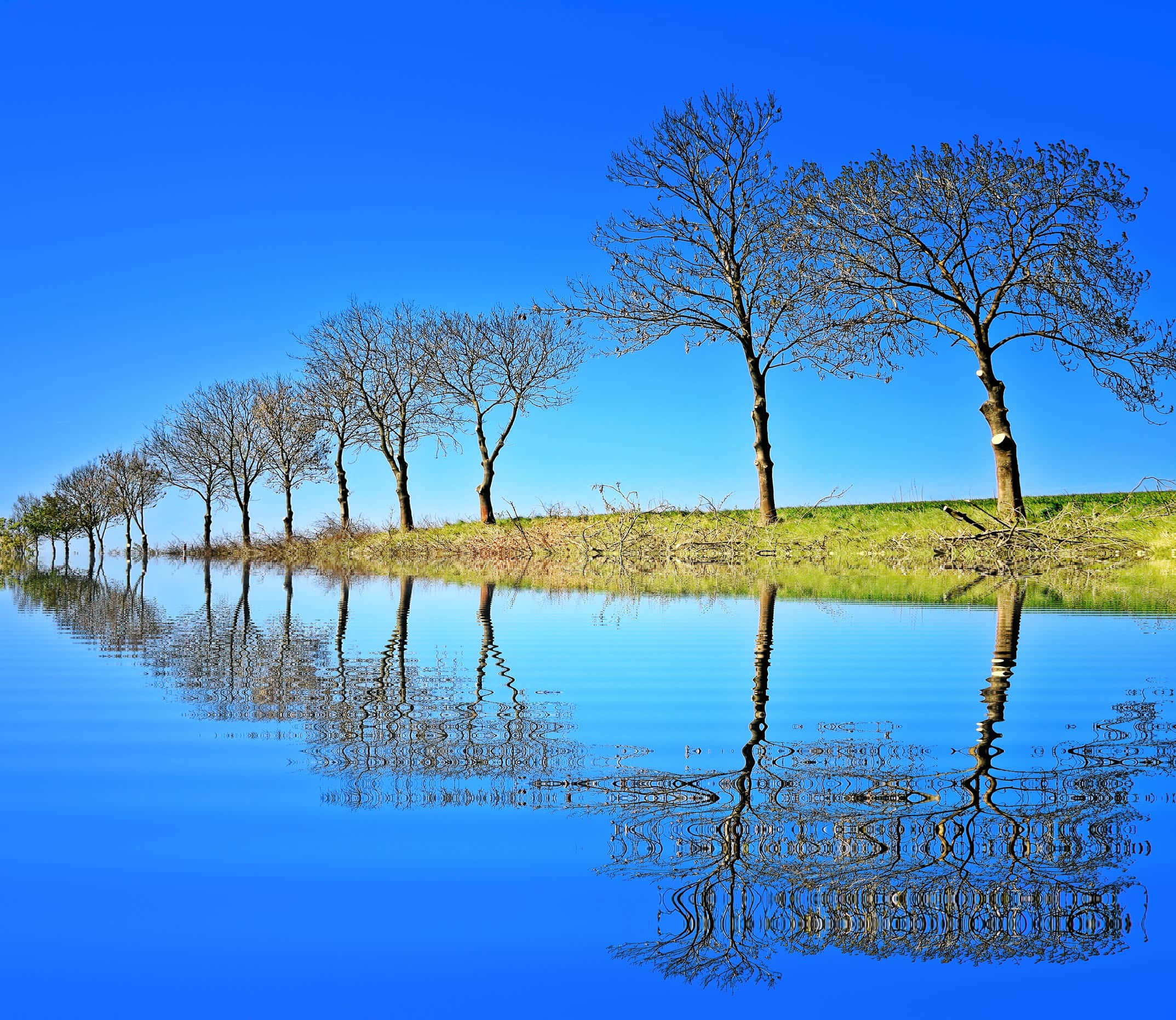 reflection 桌布 壁紙 — 一排光禿禿的樹木矗立在長滿草的河岸旁，平靜的水面在鮮豔的藍天下倒映出它們的剪影。