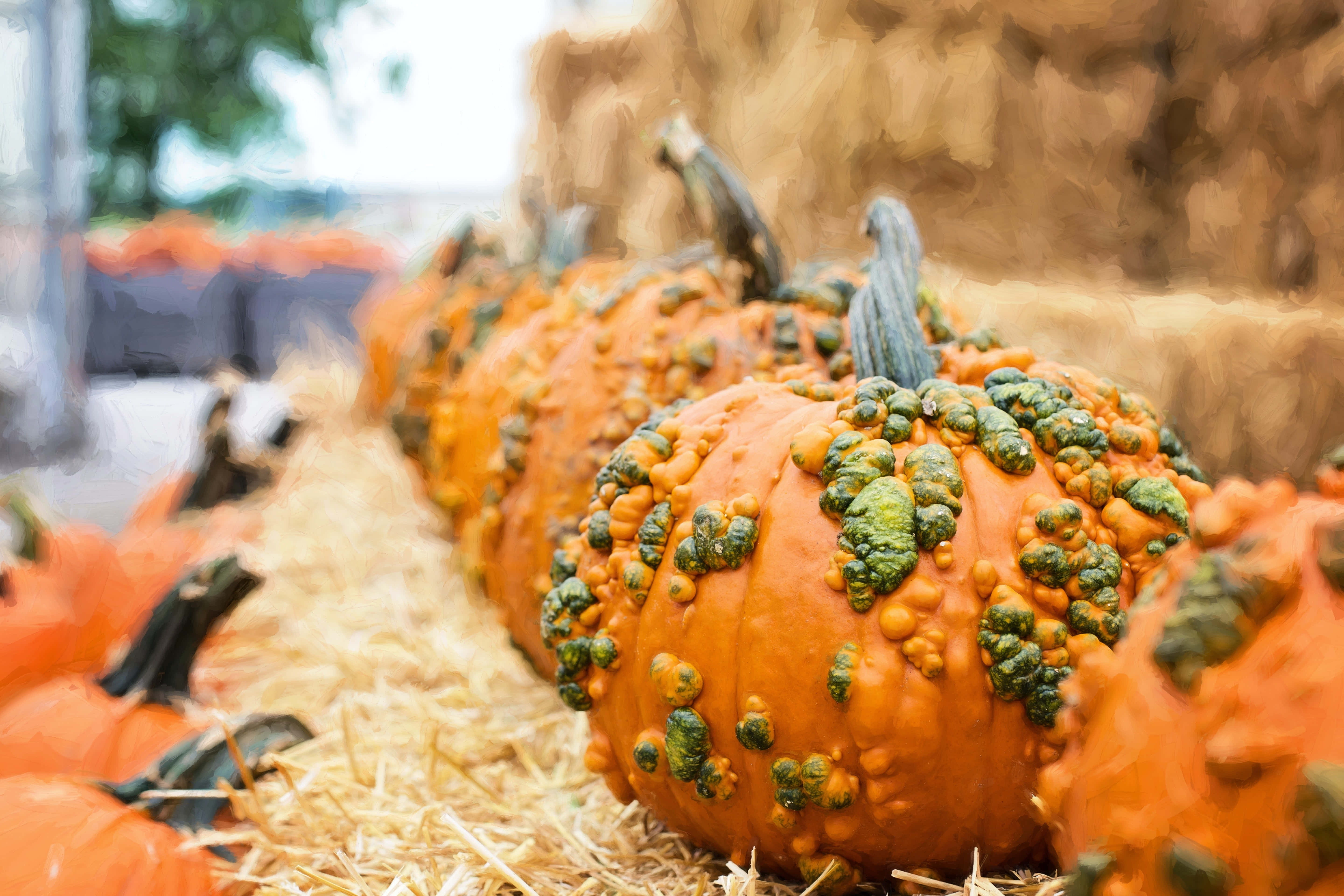 Pumpkin Patch 桌布 壁紙 — 一排凹凸不平的橙色南瓜，帶有綠色生長物，在柔和日光下放在金色乾草捆上。
