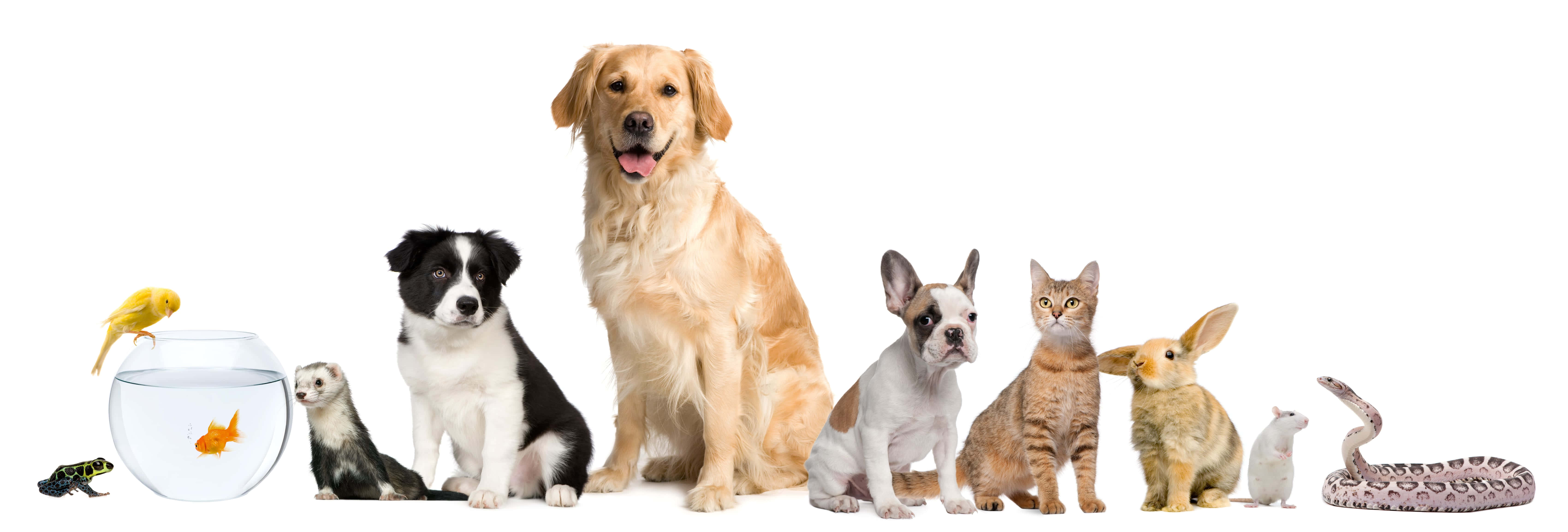 pets 桌布 壁紙 — 一排多種寵物，包括一隻金毛尋回犬、一隻黑白狗、一隻貓、一隻兔子、一條蛇、一隻鳥和一條碗中的金魚，背景為白色。