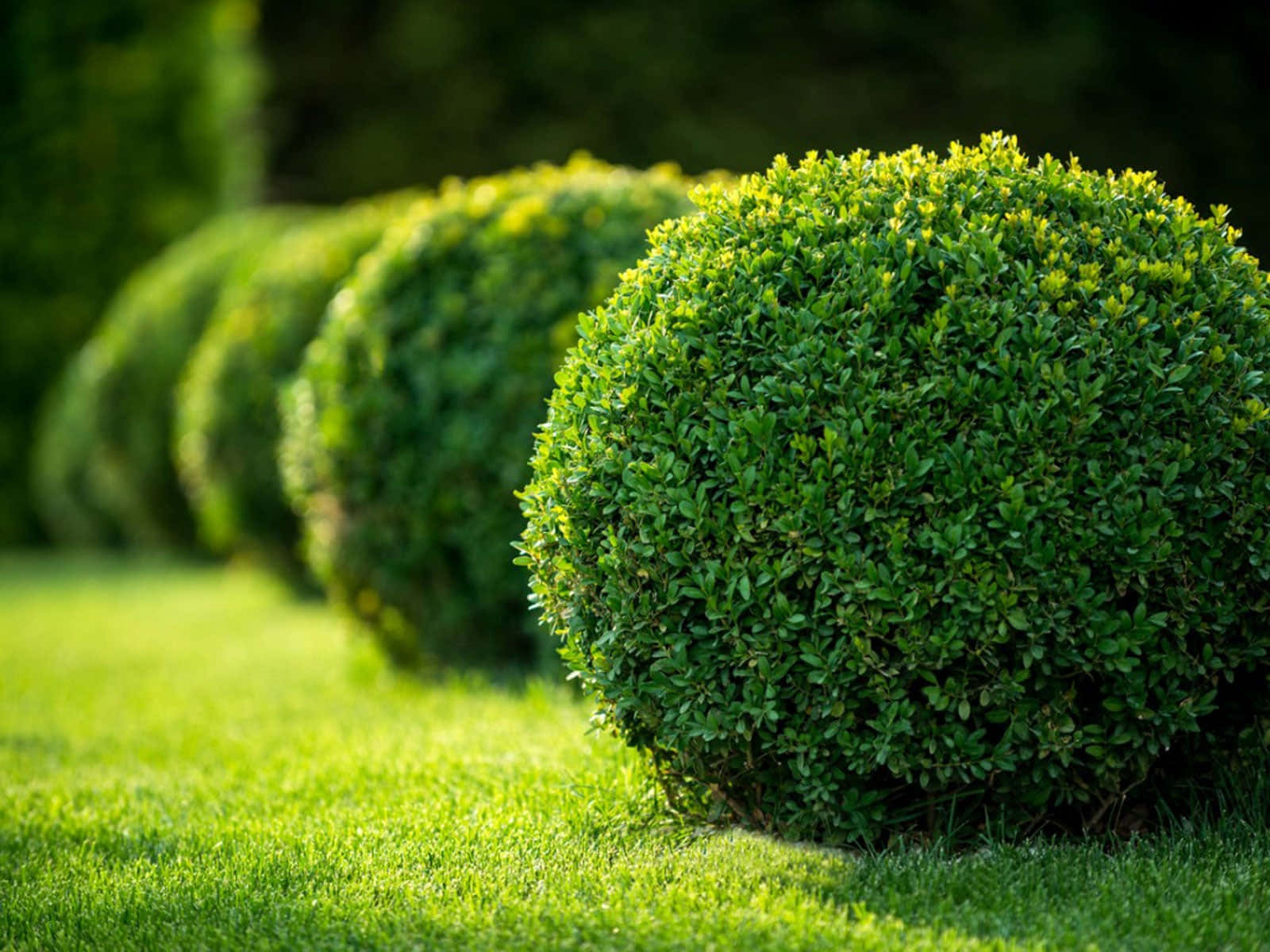 Garden Design 桌布 壁紙 — 一排完美球形的綠色修剪灌木排列在陽光明媚的草坪上，背景帶有柔和散景。