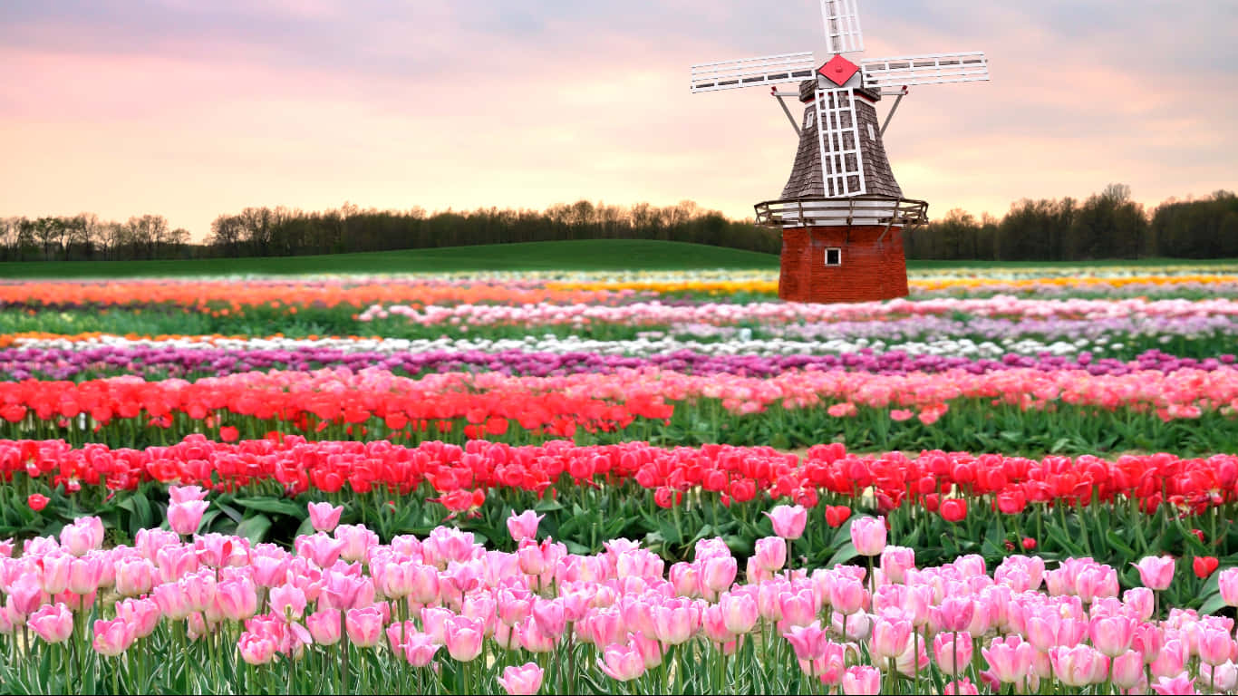 Spring Fields 桌布 壁紙 — 一排排充滿活力的粉紅色、紅色和白色鬱金香，在柔和粉彩的日落天空下，向著經典的荷蘭風車延伸。