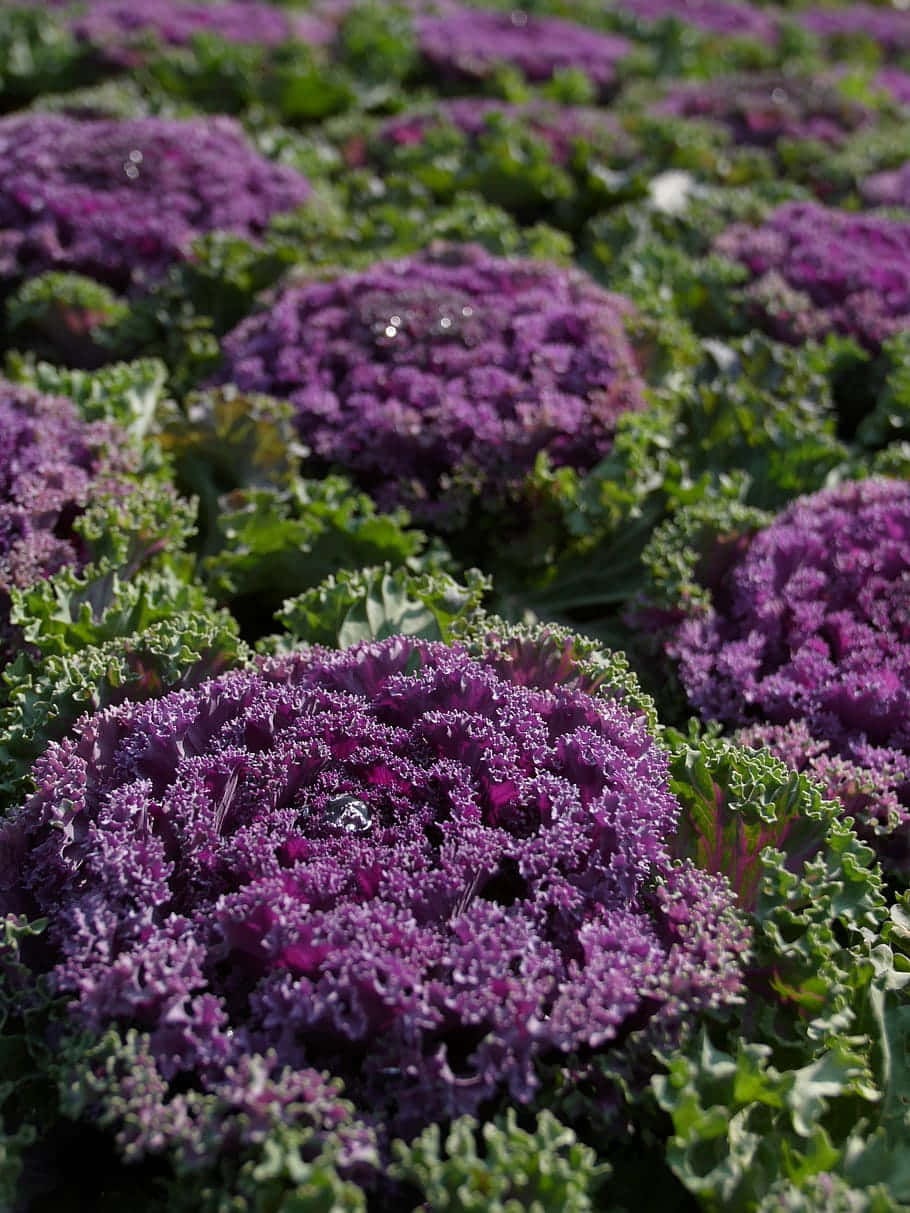 Purple Cauliflower 桌布 壁紙 — 一排排充滿活力的紫色捲曲羽衣甘藍植物，帶有露珠，在明亮的陽光下於茂盛的花園中閃閃發光。