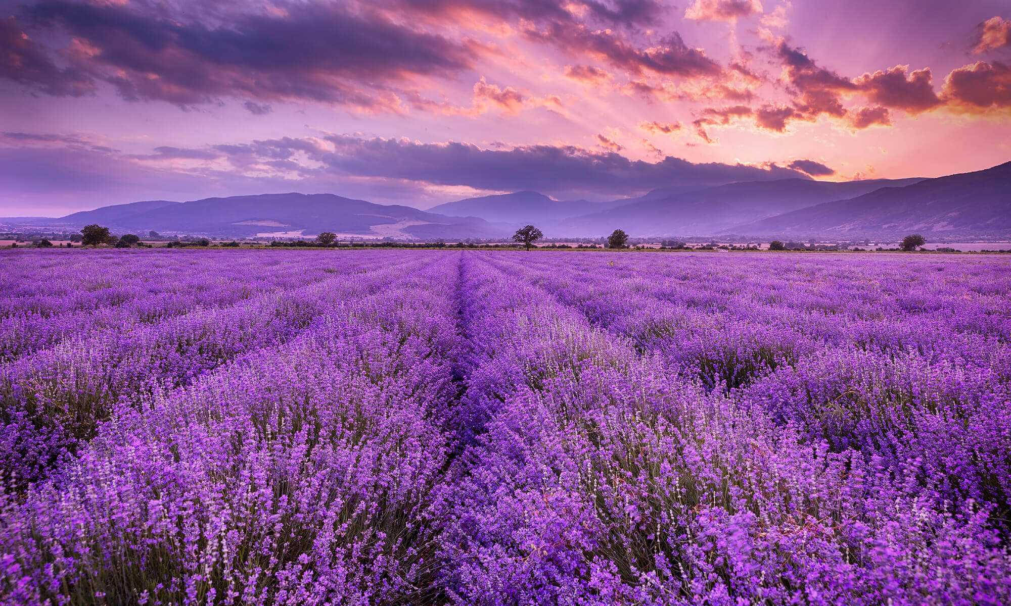Lavender 桌布 壁紙 — 一排排充滿活力的紫色薰衣草，在戲劇性的粉紅和紫色日落天空下，向遠山延伸。