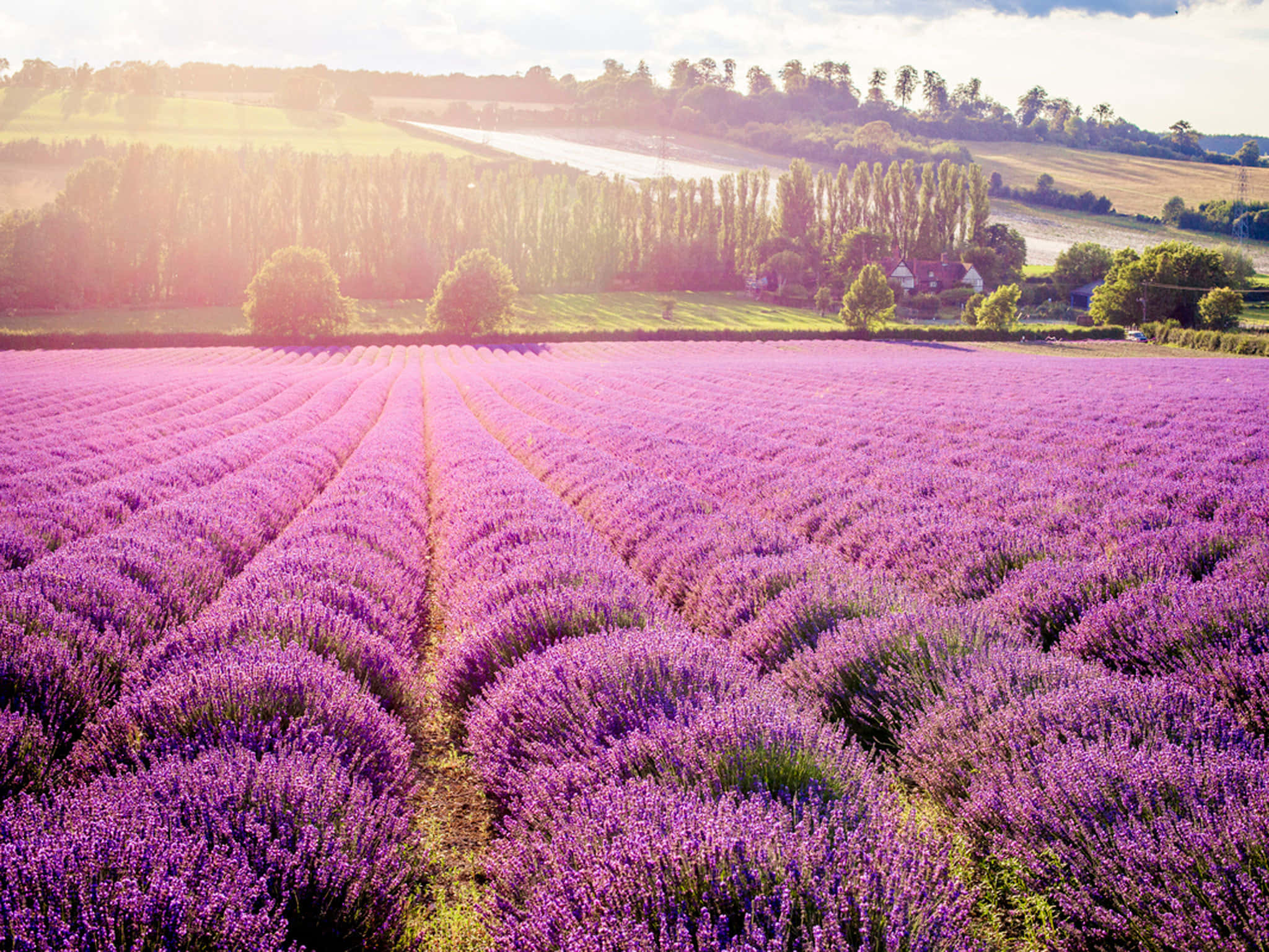 Lavender Field 桌布 壁紙 — 一排排充滿活力的紫色薰衣草，在柔和天空下，向著陽光普照的地平線延伸，伴隨著金色田野和遠處的樹木。