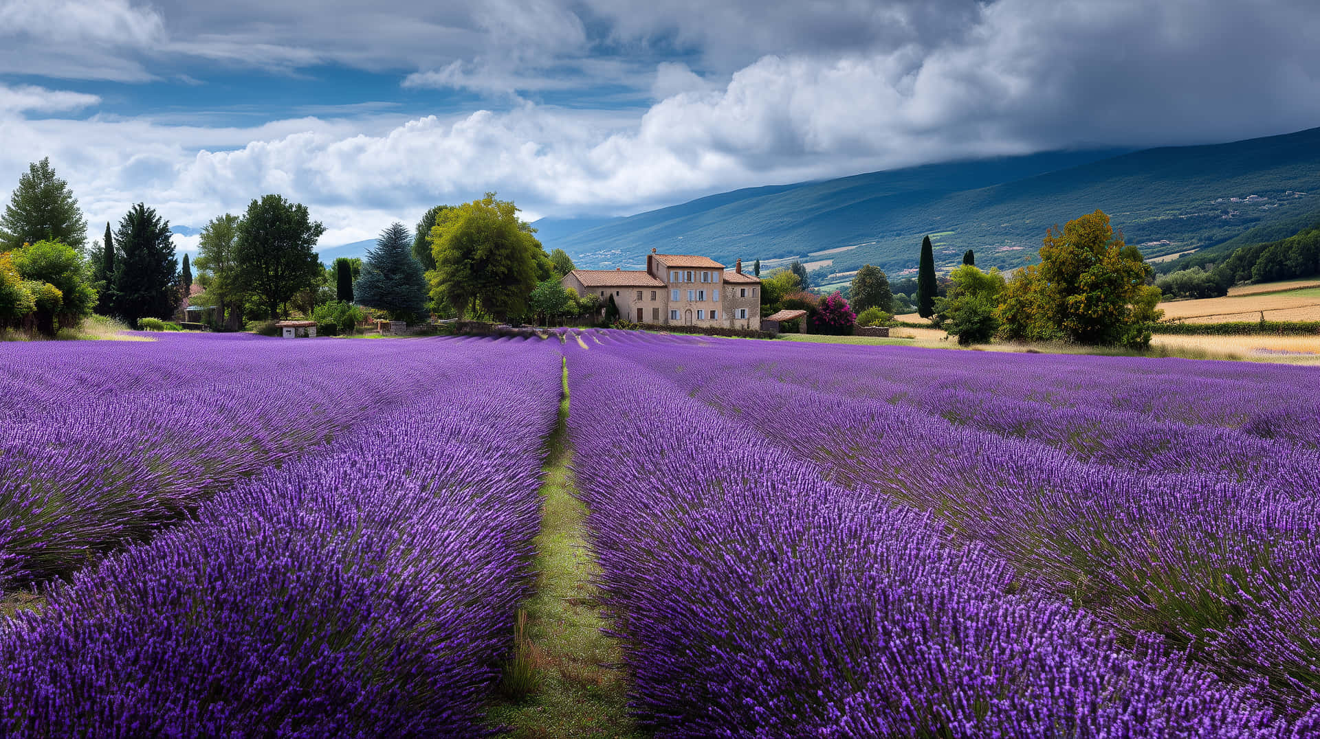 Lavender Field Under a Dramatic Sky Near a Rustic House 壁紙 — 一排排充滿活力的紫色薰衣草向著一座質樸的石屋延伸，天空烏雲密佈，氣氛戲劇化。
