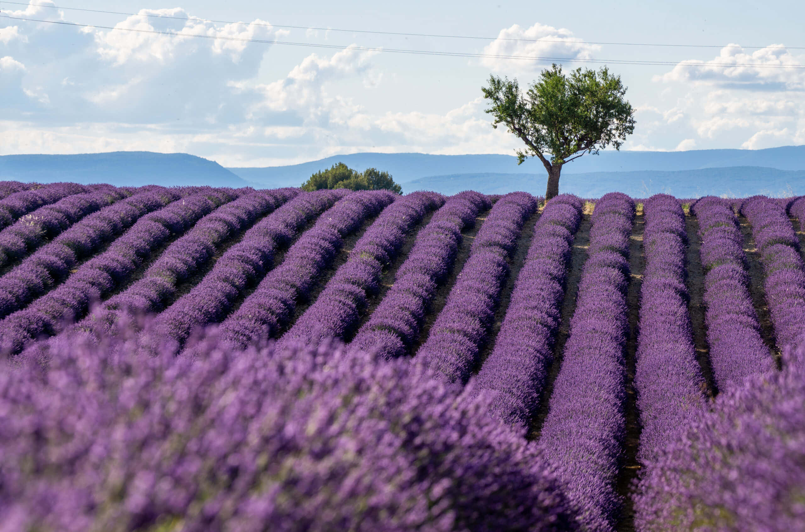 Lavender Field 桌布 壁紙 — 一排排充滿活力的紫色薰衣草向著一棵孤獨的綠樹延伸，天空湛藍，白雲朵朵。