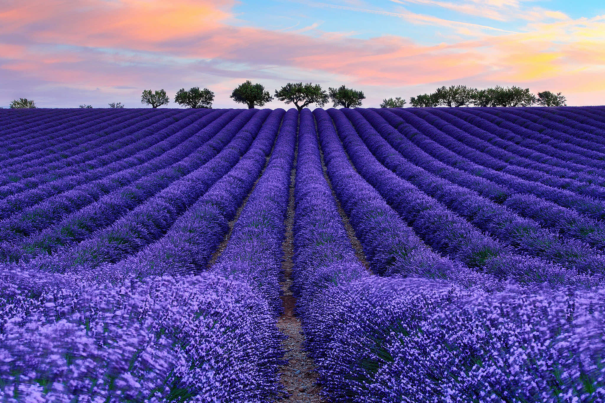 Lavender 桌布 壁紙 — 一排排充滿活力的紫色薰衣草向著一排樹木延伸，在柔和粉紅和橙色的日落天空下。