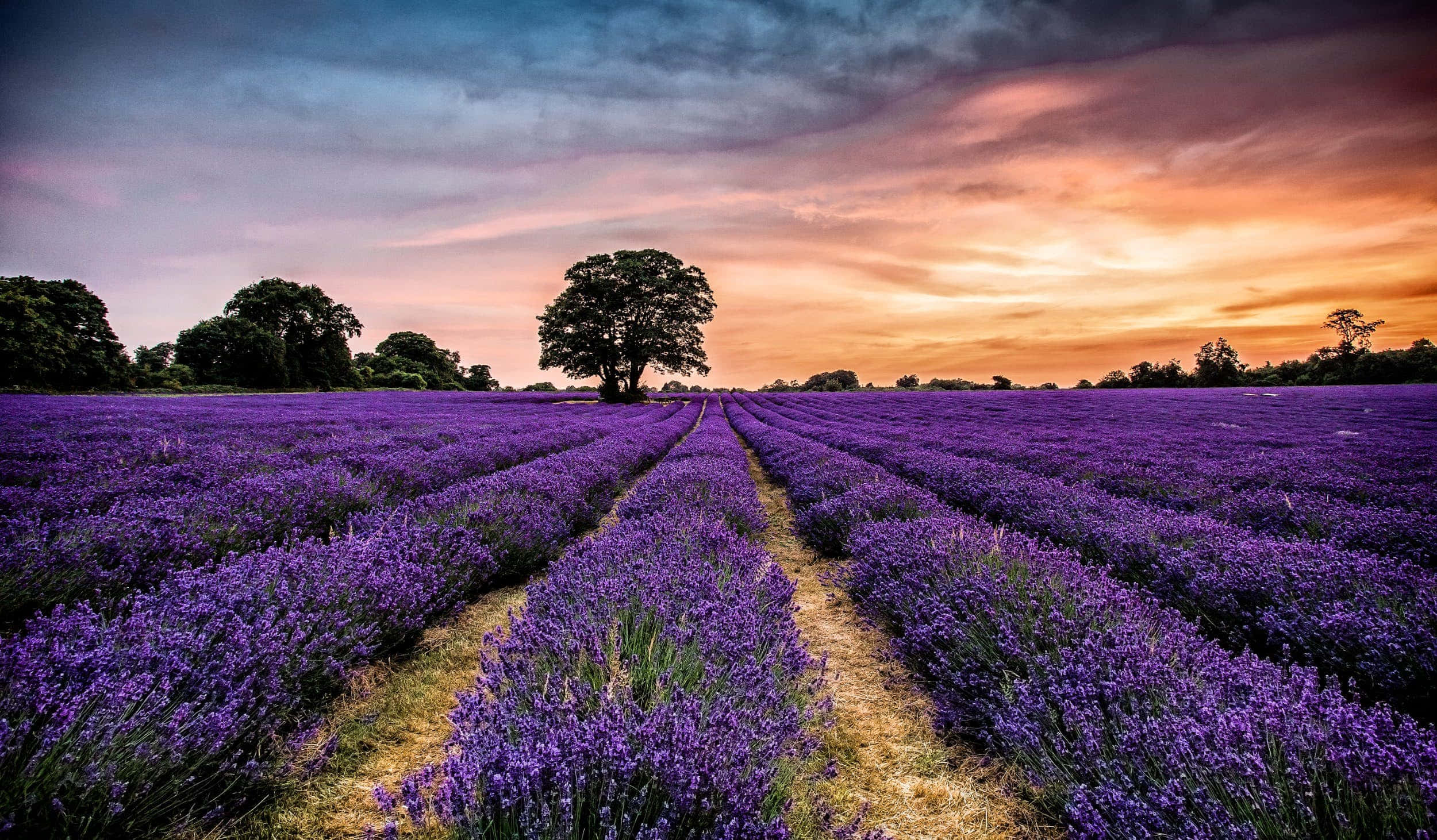 Lavender Field 桌布 壁紙 — 一排排充滿活力的紫色薰衣草向著一棵孤樹延伸，背景是戲劇性的日落天空。