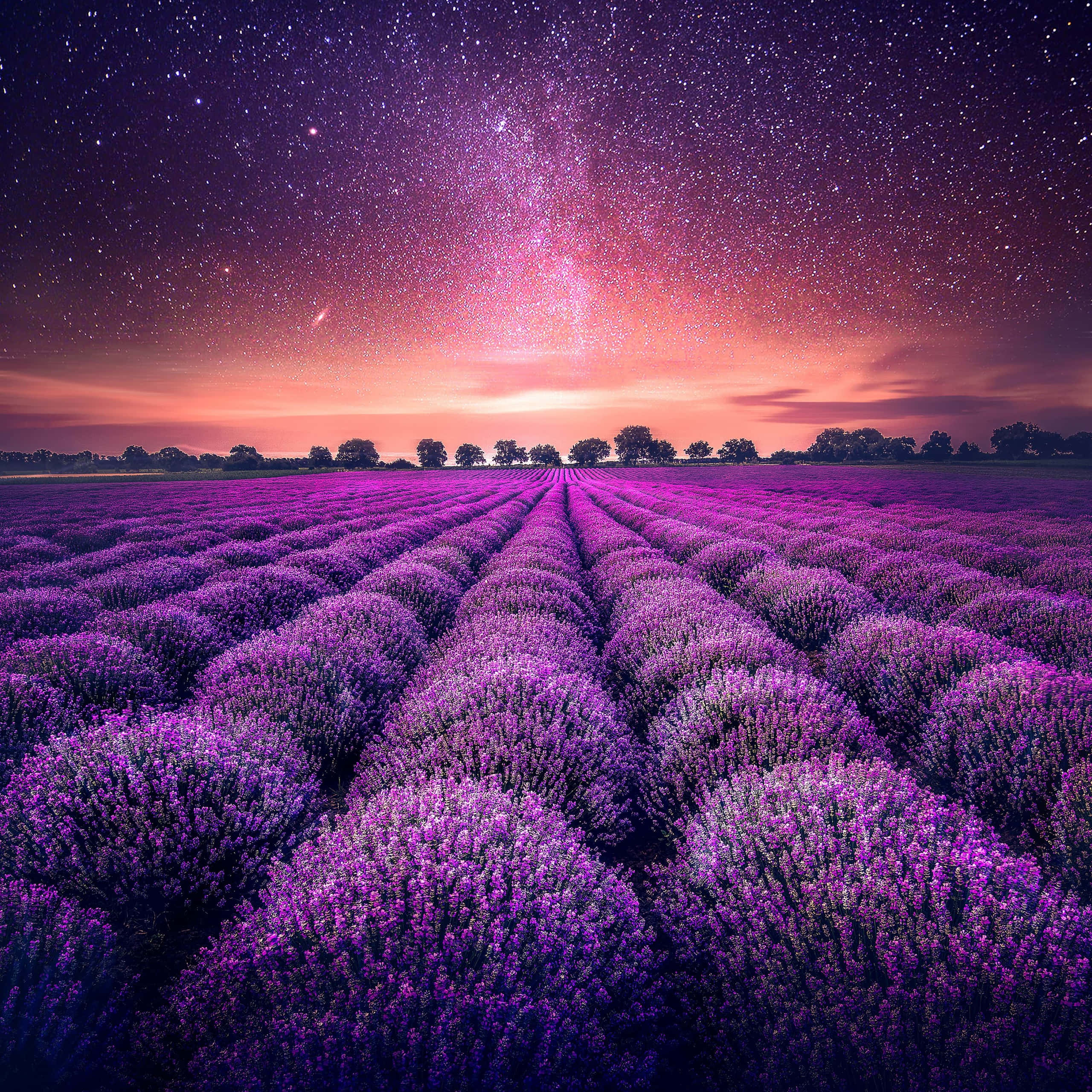 Lavender 桌布 壁紙 — 一排排充滿活力的紫色薰衣草向著在繁星點點的紫色天空下閃爍著粉紅色和橙色暮光的地平線延伸。
