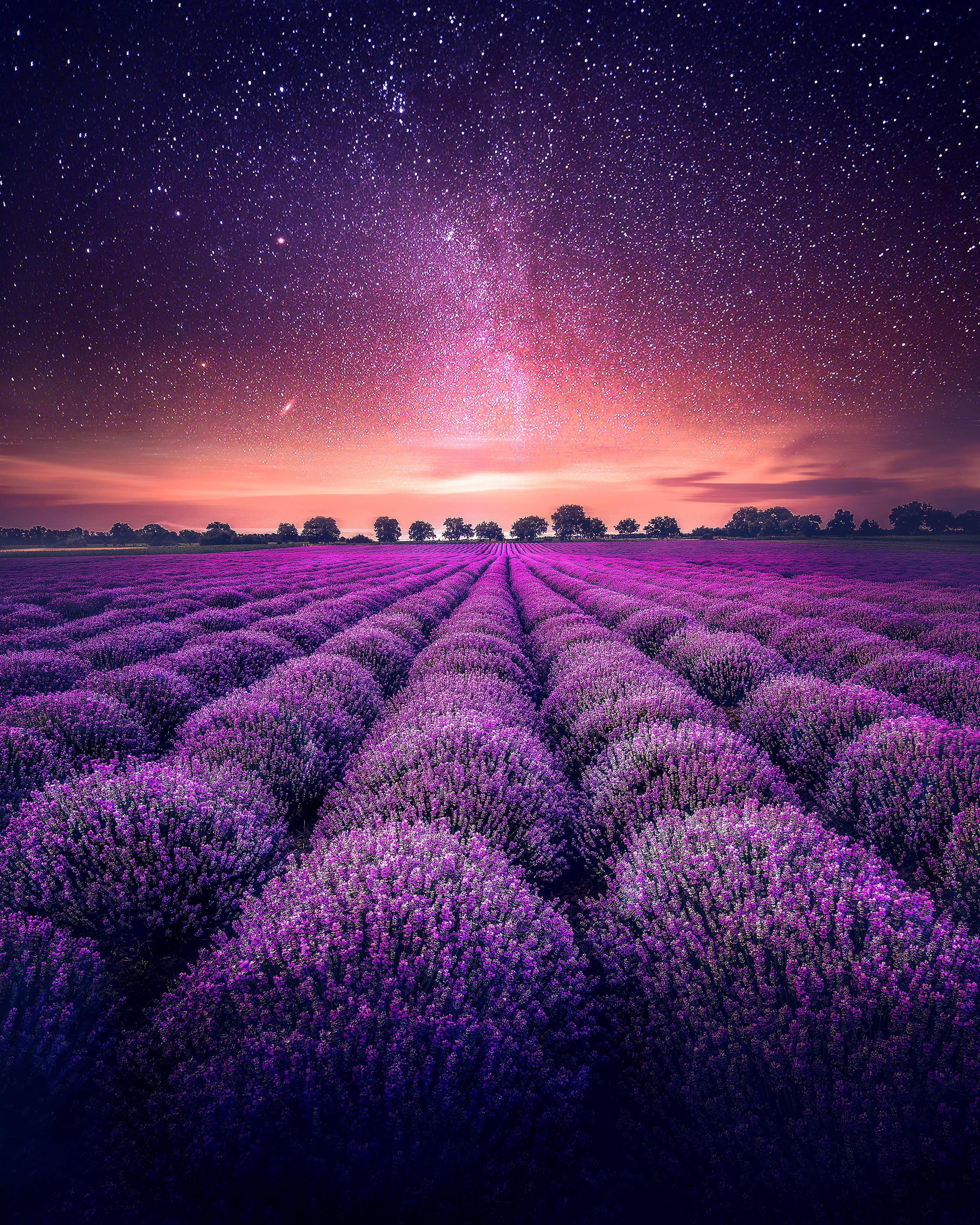 Lavender 桌布 壁紙 — 一排排充滿活力的紫色薰衣草向著在星空下閃耀著日落色彩的地平線延伸。