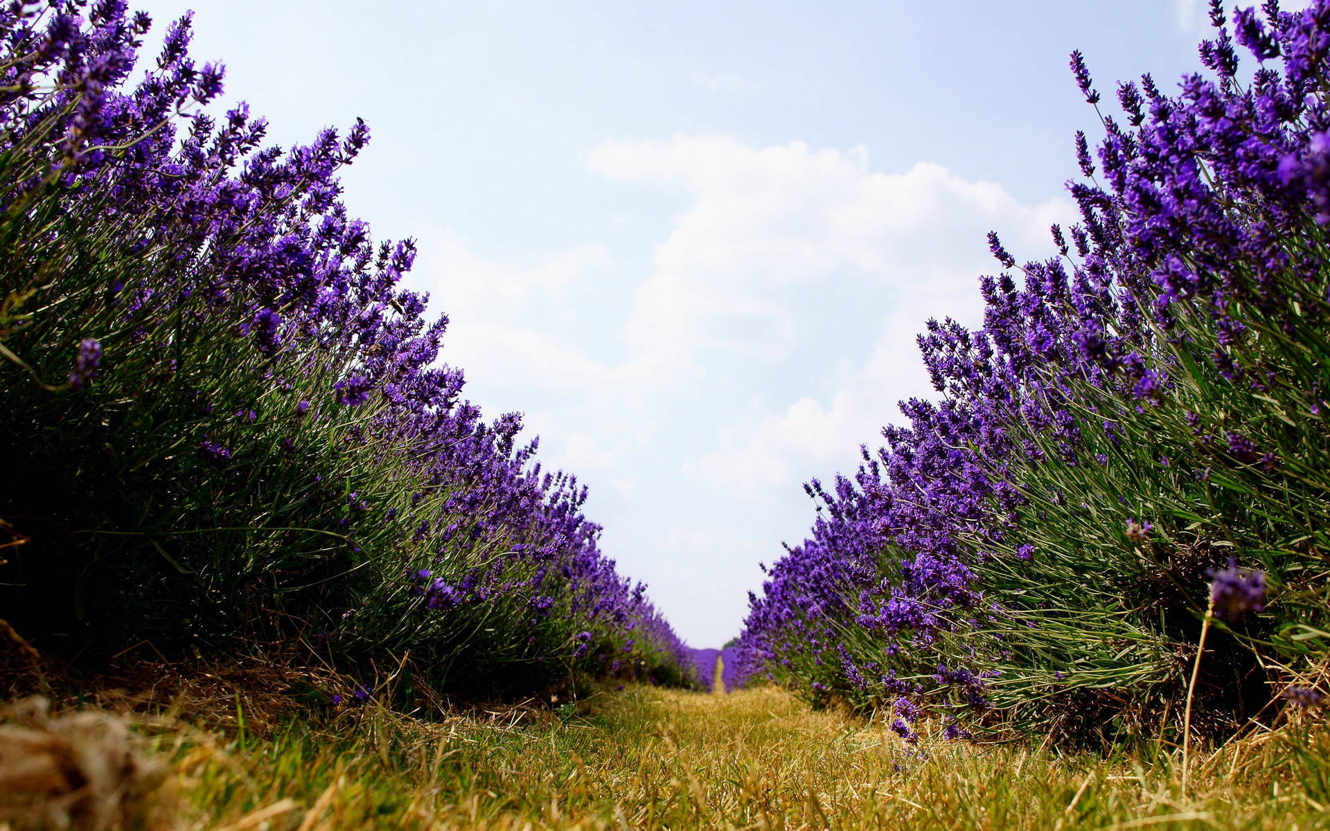 Lavender 桌布 壁紙 — 一排排充滿活力的紫色薰衣草向著有 fluffy 白色雲朵的明亮藍天延伸。