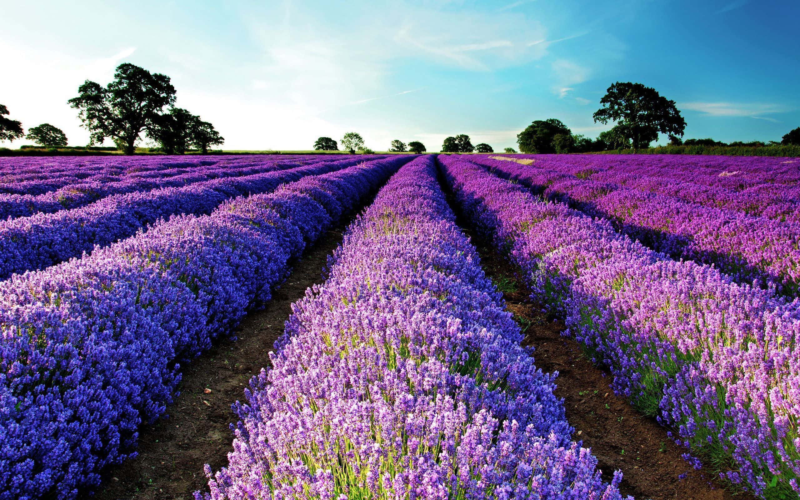 Flower Field 桌布 壁紙 — 一排排充滿活力的紫色薰衣草向著由遠處樹木框住的清澈藍天延伸。