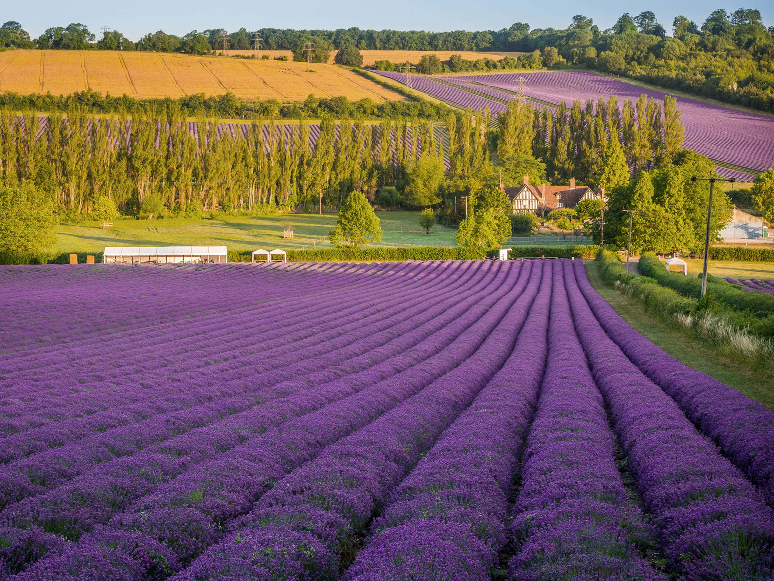 Lavender Field 桌布 壁紙 — 一排排充滿活力的紫色薰衣草向著金色田野和綠樹延伸，頭頂是清澈的藍天。