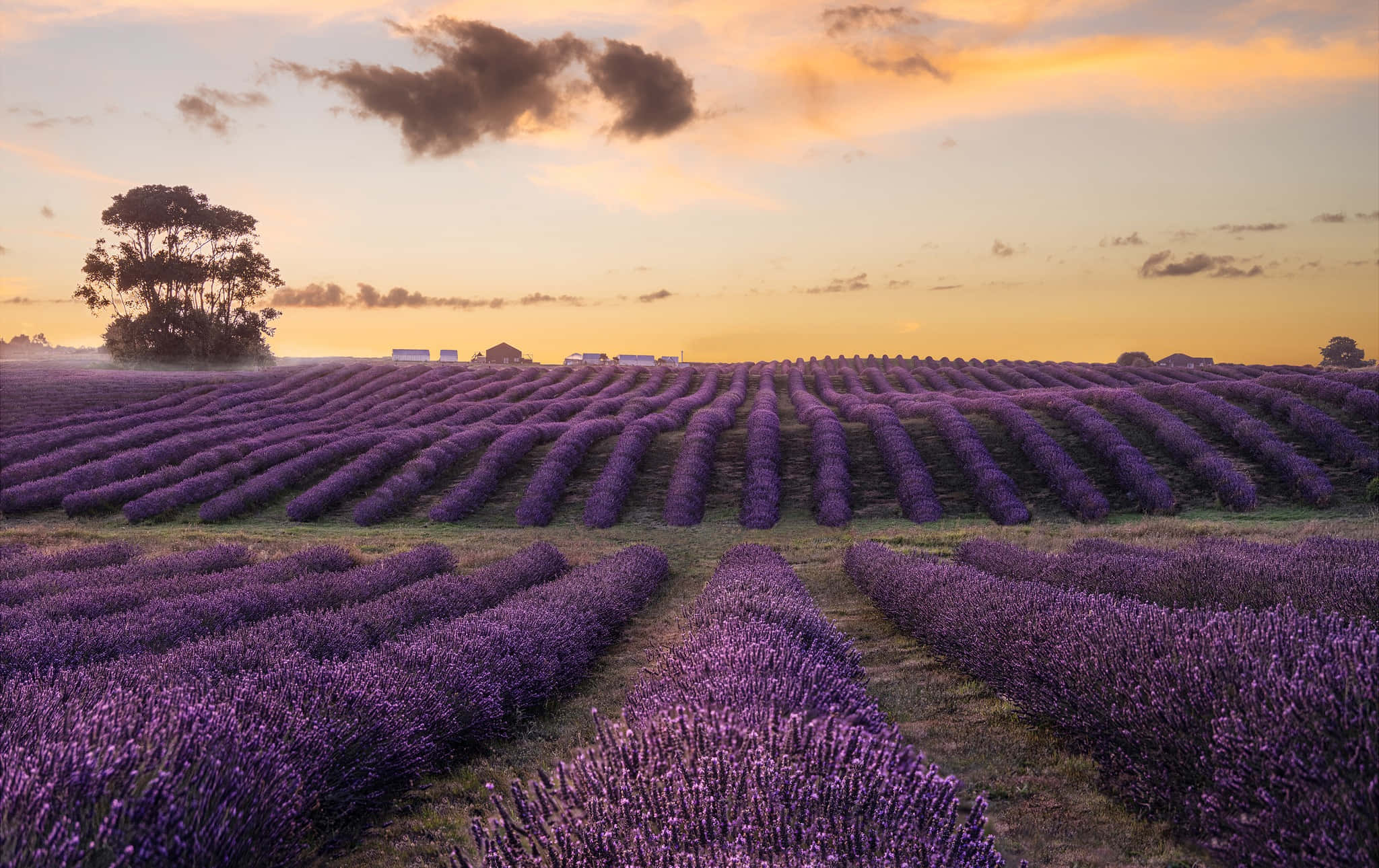 Lavender Field 桌布 壁紙 — 一排排充滿活力的紫色薰衣草向著金色的日落延伸，有一棵孤樹和遠處的農場建築。