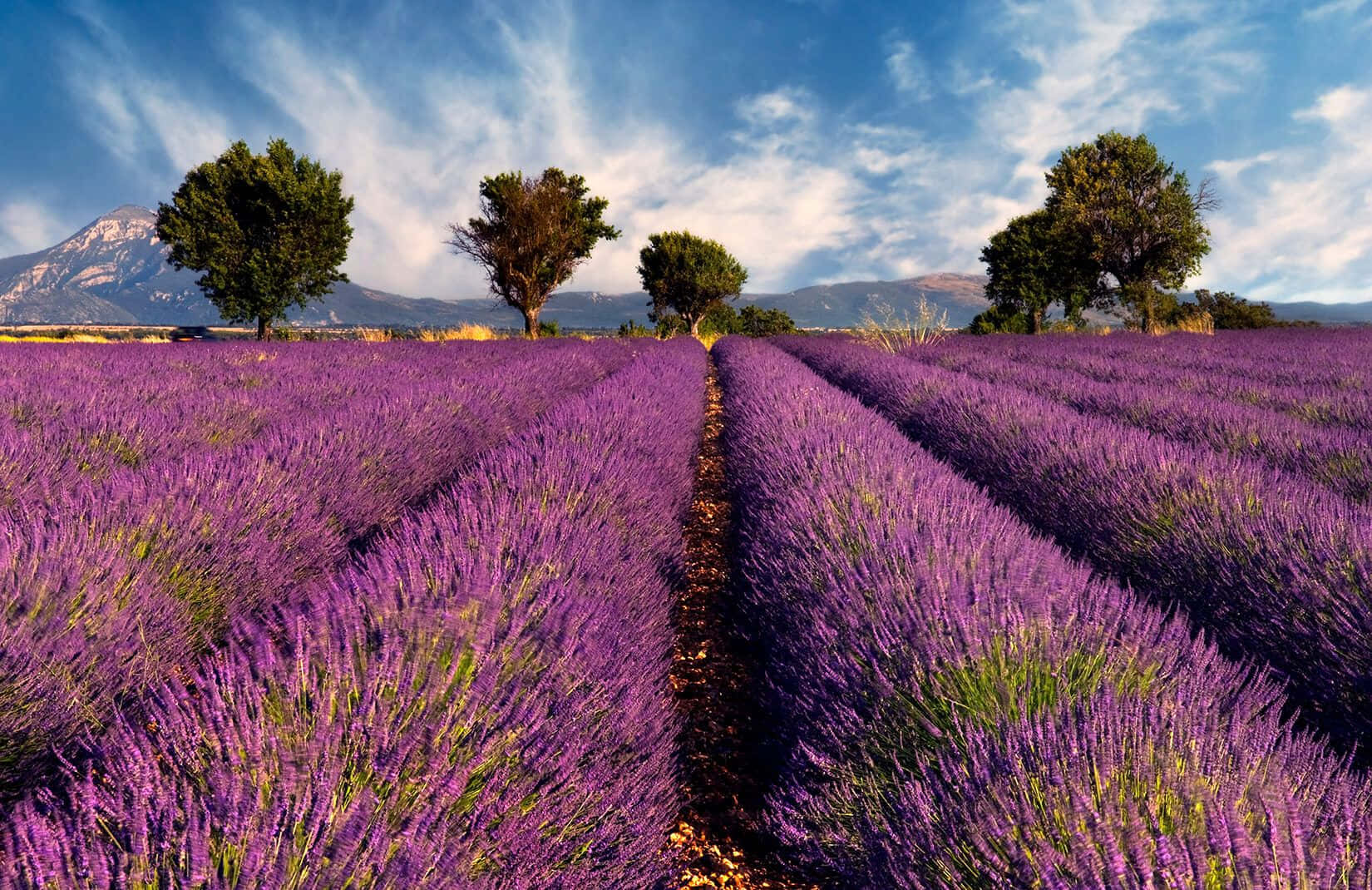 Lavender 桌布 壁紙 — 一排排充滿活力的紫色薰衣草向遠山延伸，天空湛藍，雲朵輕柔。