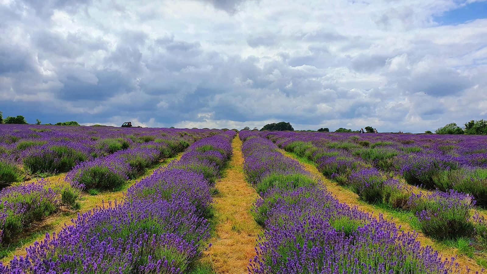 Lavender Field 桌布 壁紙 — 一排排充滿活力的紫色薰衣草在戲劇性的多雲天空下延伸，一條泥土小徑蜿蜒穿過田野。
