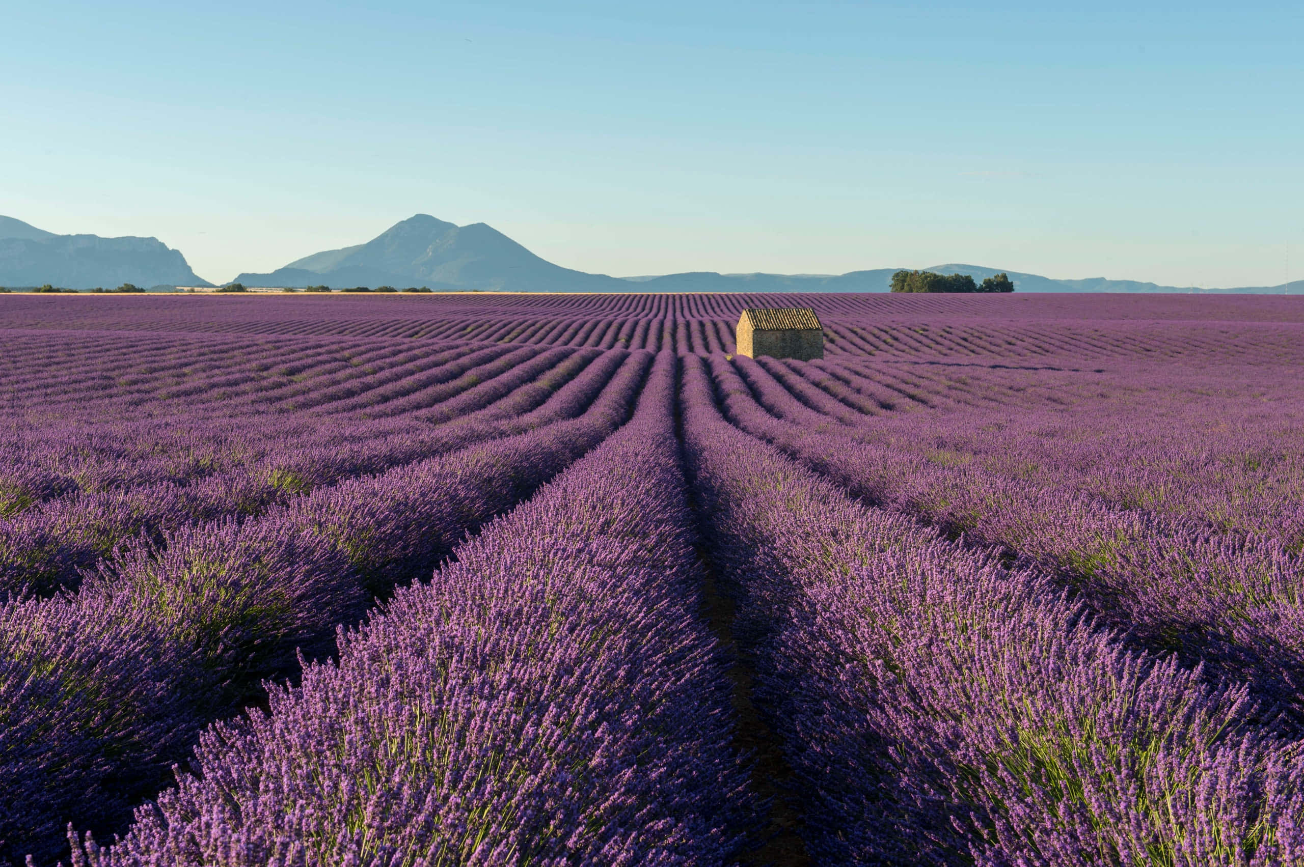 Calming Desktop 桌布 壁紙 — 一排排充滿活力的紫色薰衣草在晴朗的藍天下延伸至遠山，田野中有一座小棚屋。