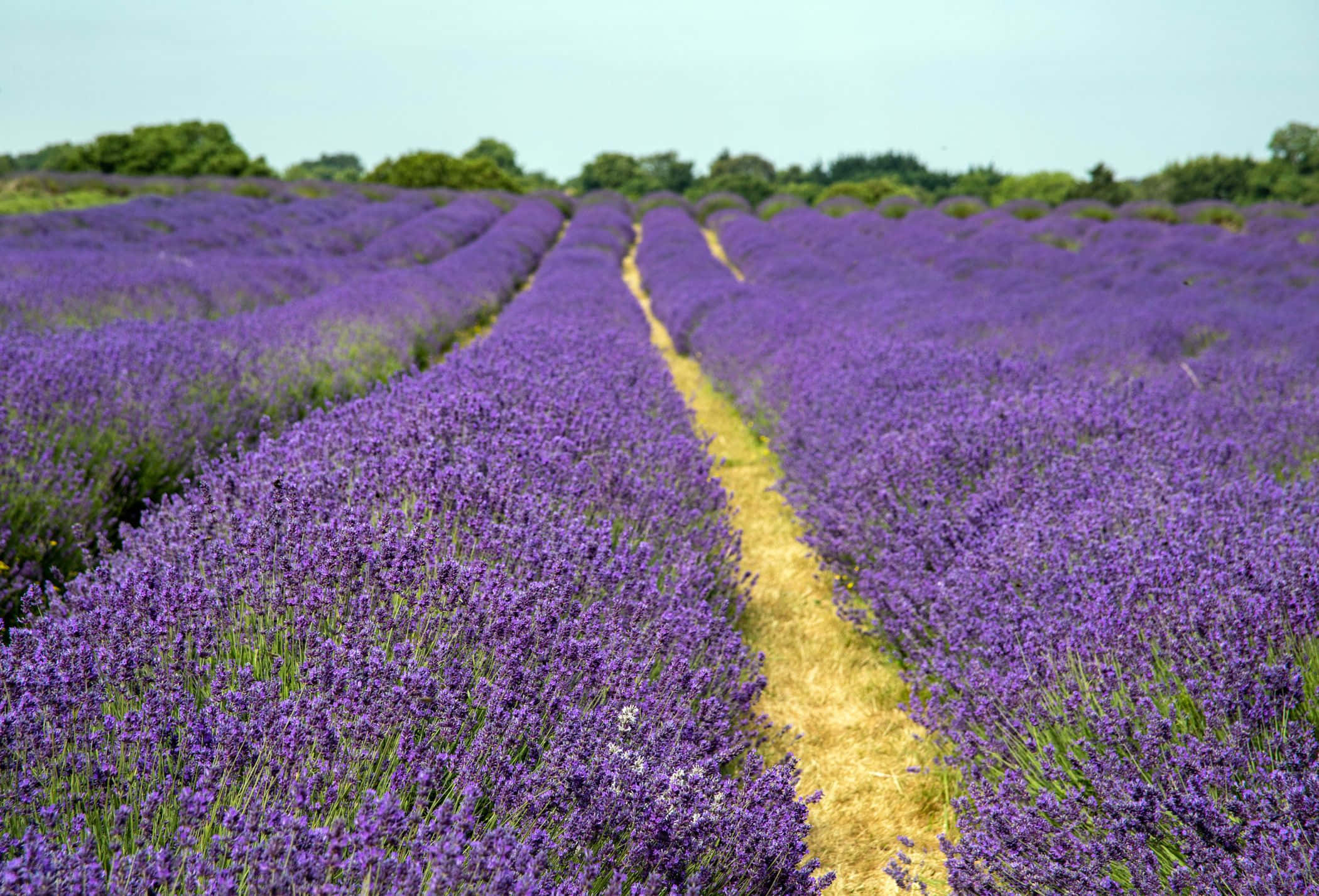 Lavender Field 桌布 壁紙 — 一排排充滿活力的紫色薰衣草在晴朗的天空下延伸至遠方，一條金色的泥土小徑蜿蜒穿過。