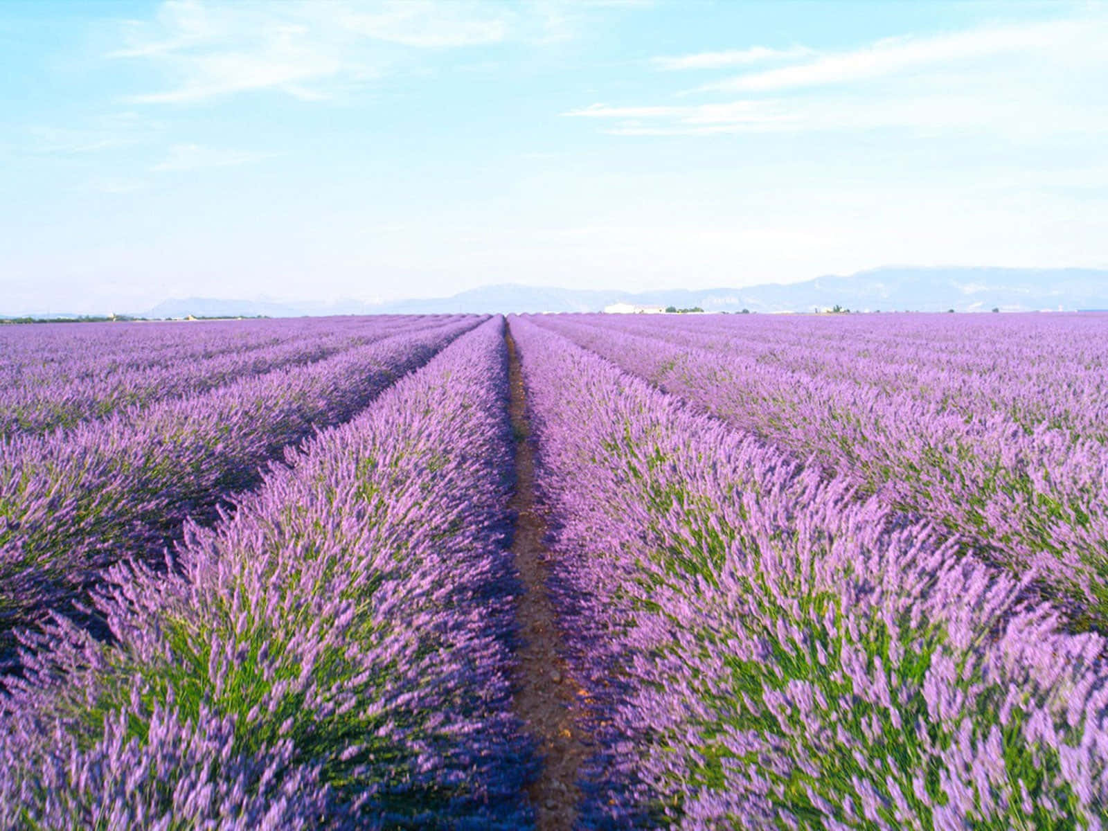 Lavender Field 桌布 壁紙 — 一排排充滿活力的紫色薰衣草在晴朗的藍天下無盡延伸，地平線上有遠山。
