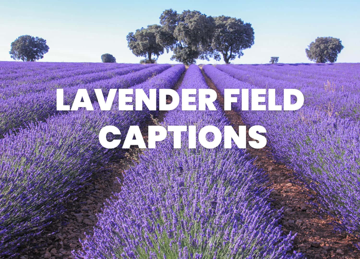 Lavender Field 桌布 壁紙 — 一排排充滿活力的紫色薰衣草在晴朗的藍天下向遠處的樹木延伸。