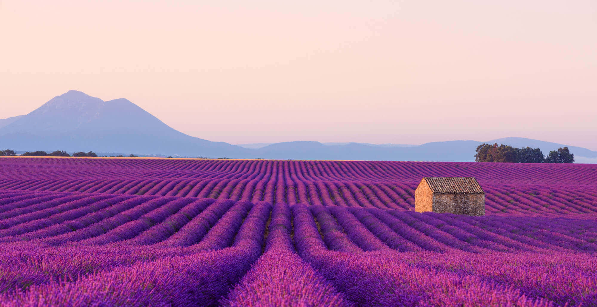 Lavender Field 桌布 壁紙 — 一排排充滿活力的紫色薰衣草在柔和粉紅與蜜桃色的天空下延伸至遠山。