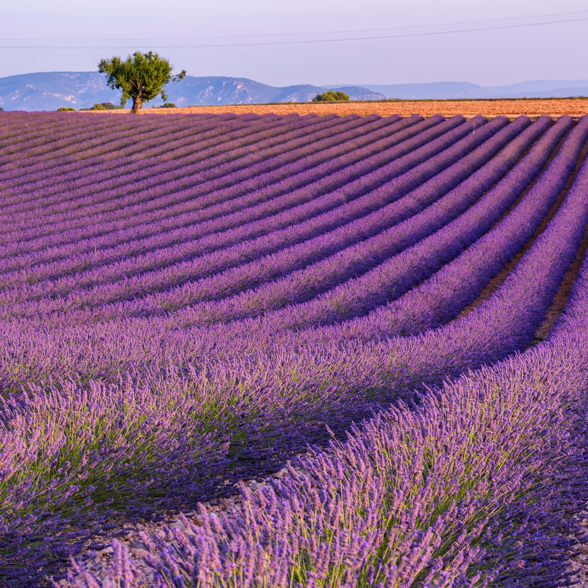 Lavender Field 桌布 壁紙 — 一排排充滿活力的紫色薰衣草在柔和的暮色天空下向遠處的山脈延伸，有一棵孤獨的樹矗立守衛。