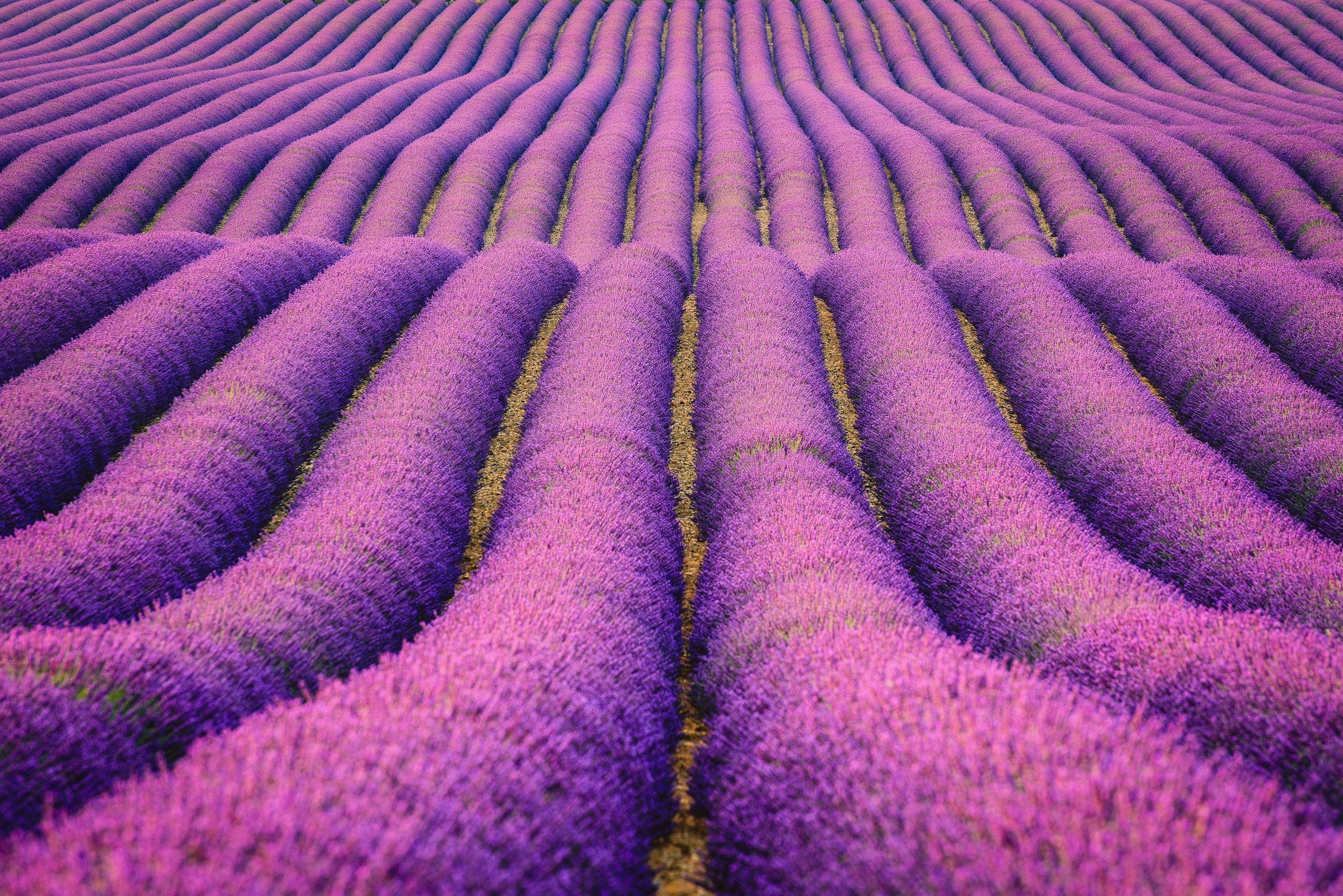 Lavender 桌布 壁紙 — 一排排充滿活力的紫色薰衣草延伸到遠方，在明亮的日光下創造出迷人的波浪狀圖案。