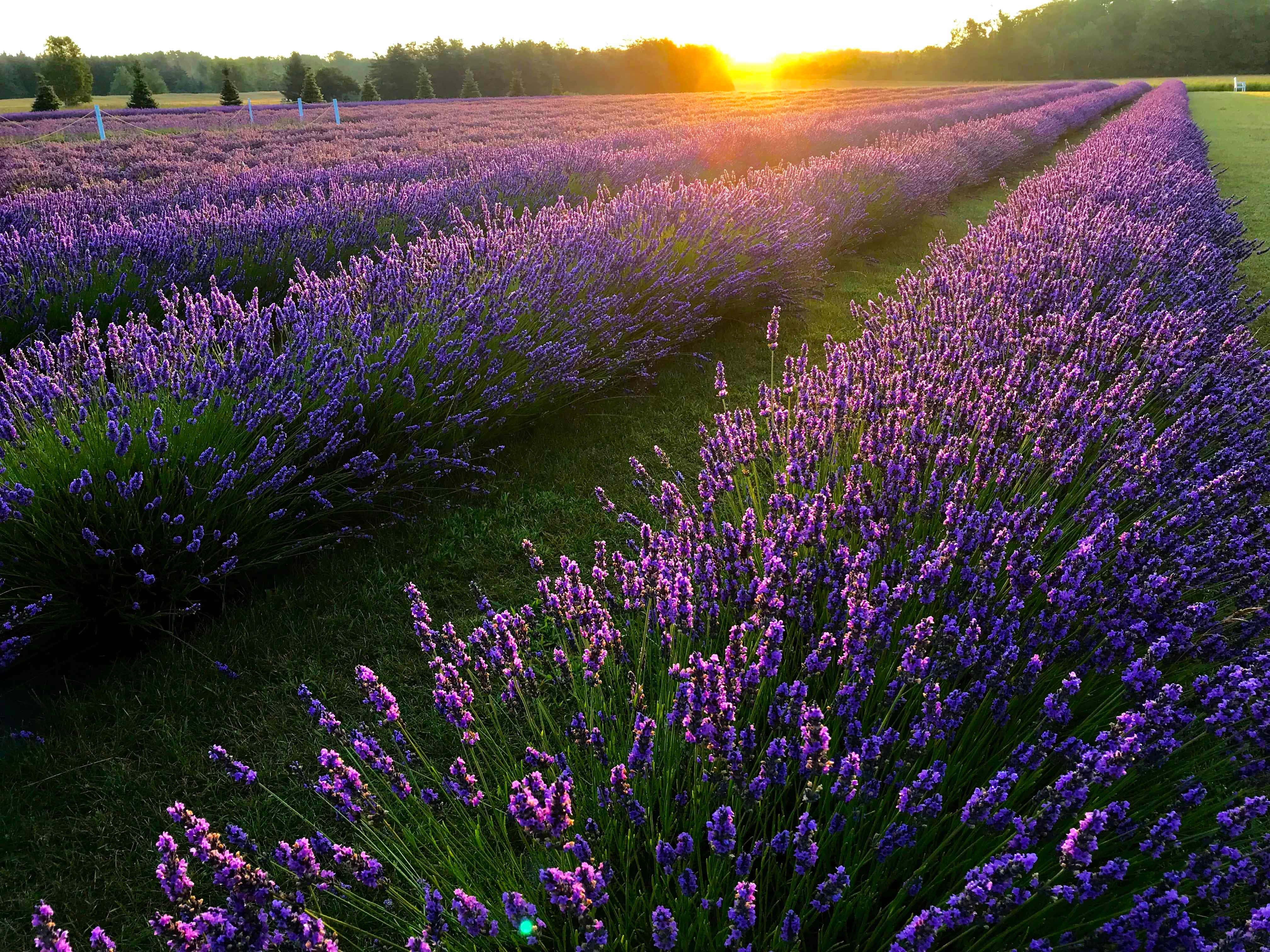 Lavender Field 桌布 壁紙 — 一排排充滿活力的紫色薰衣草延伸向遠方樹木後閃耀的金色日落。