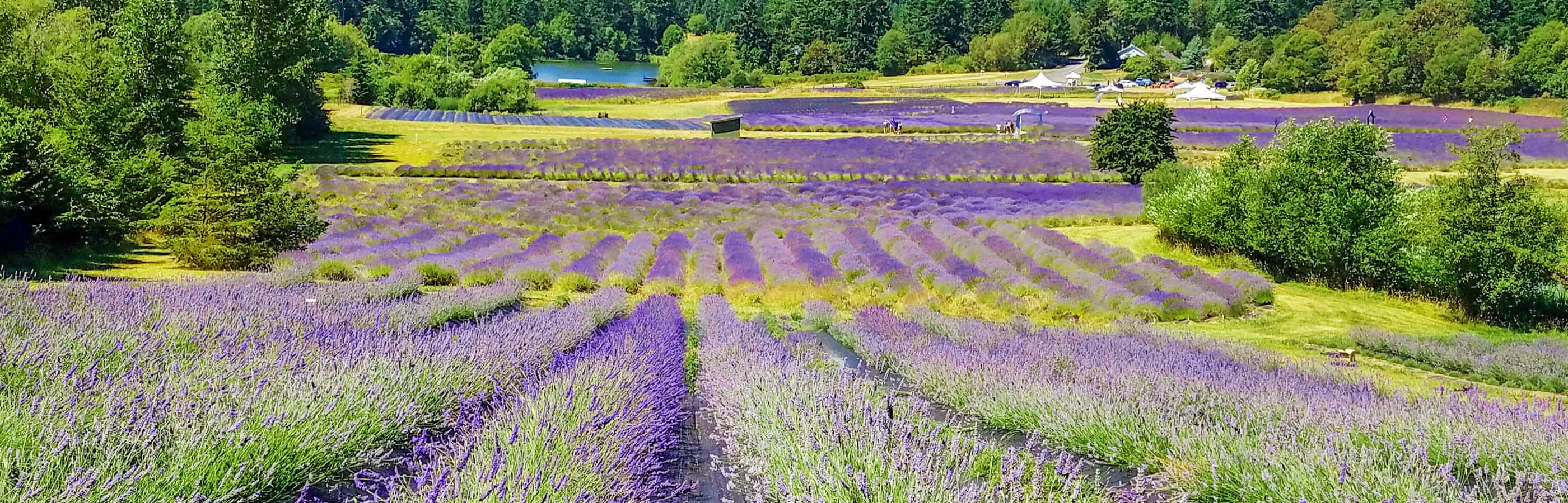 Lavender Field 桌布 壁紙 — 一排排充滿活力的紫色薰衣草延伸穿過陽光明媚的田野，兩旁是茂密的綠樹和遠處的湖泊。