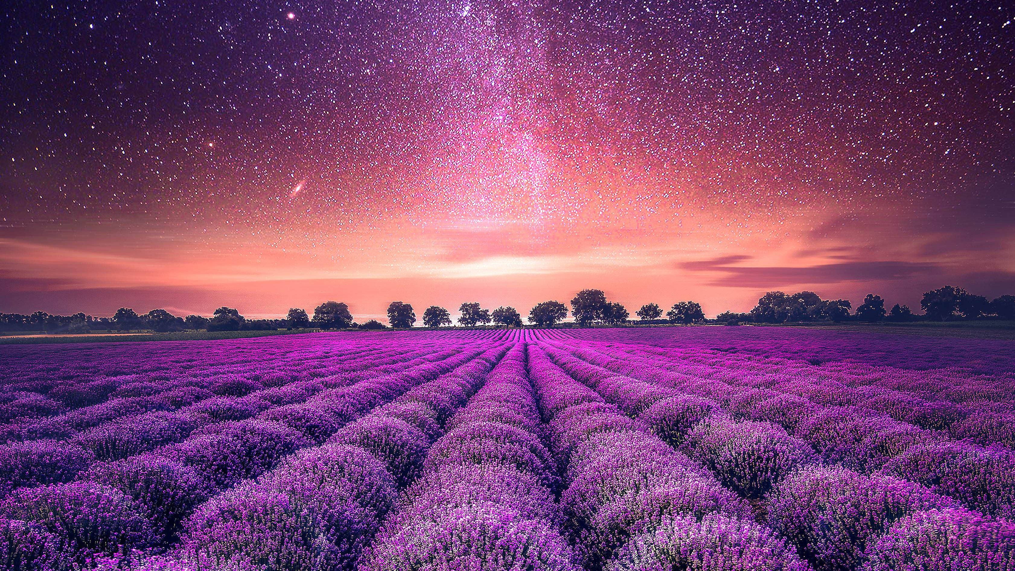 Lavender 桌布 壁紙 — 一排排充滿活力的紫色薰衣草延伸至星光燦爛的暮色天空，散發著粉紅色和橙色的色調。