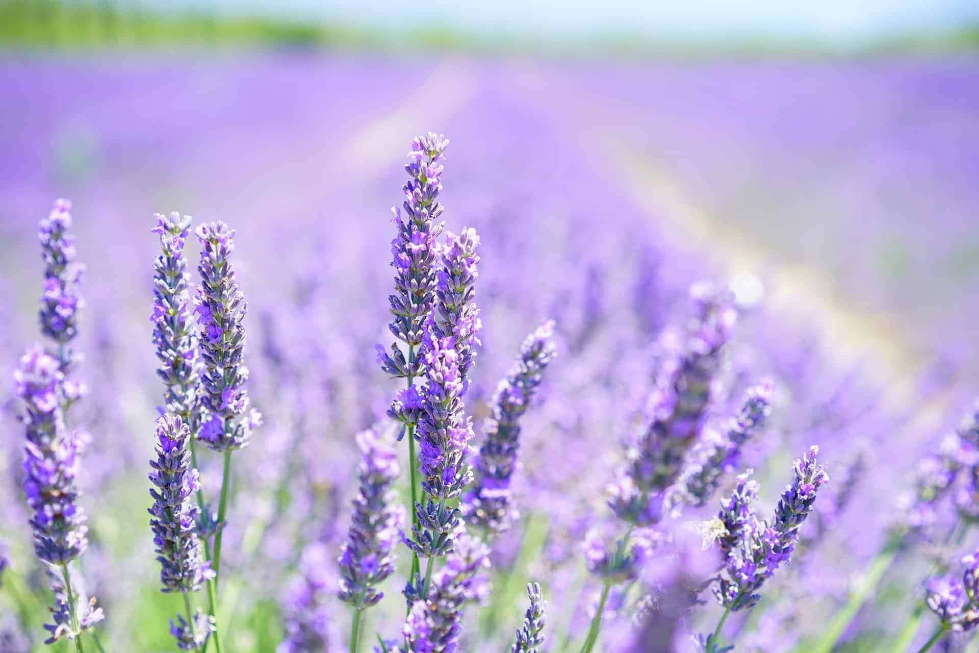 Lavender Field 桌布 壁紙 — 一排排充滿活力的紫色薰衣草花在陽光明媚的田野中輕輕搖曳，背景柔和模糊。