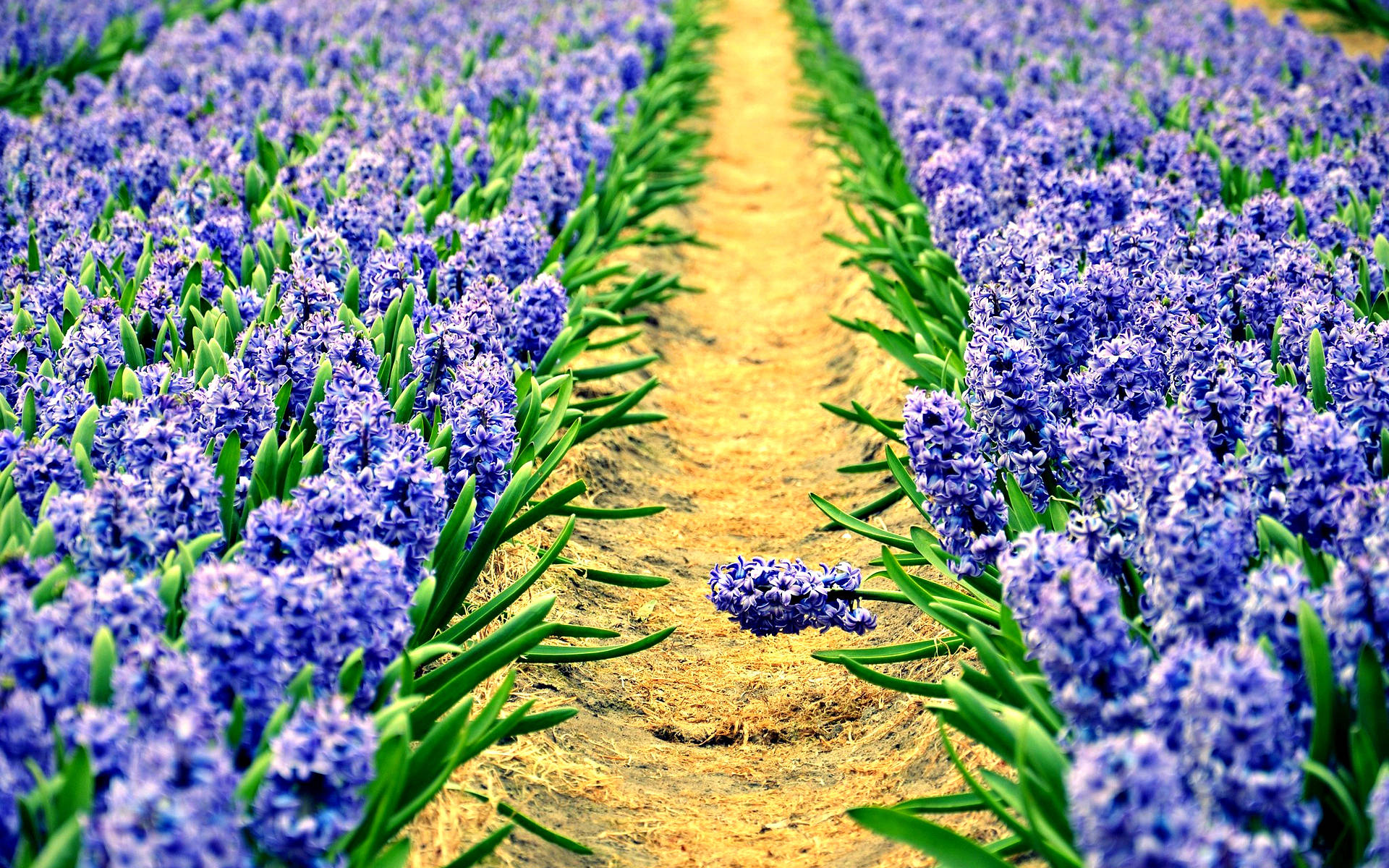 Hyacinth 桌布 壁紙 — 一排排充滿活力的紫色風信子沿著陽光照耀的田野中的金色泥土小徑延伸至遠方。