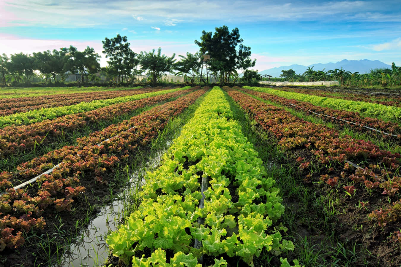 Agriculture 桌布 壁紙 — 一排排充滿活力的綠色和微紅色生菜，在明亮的藍天和散落的雲朵下，向遠山延伸。