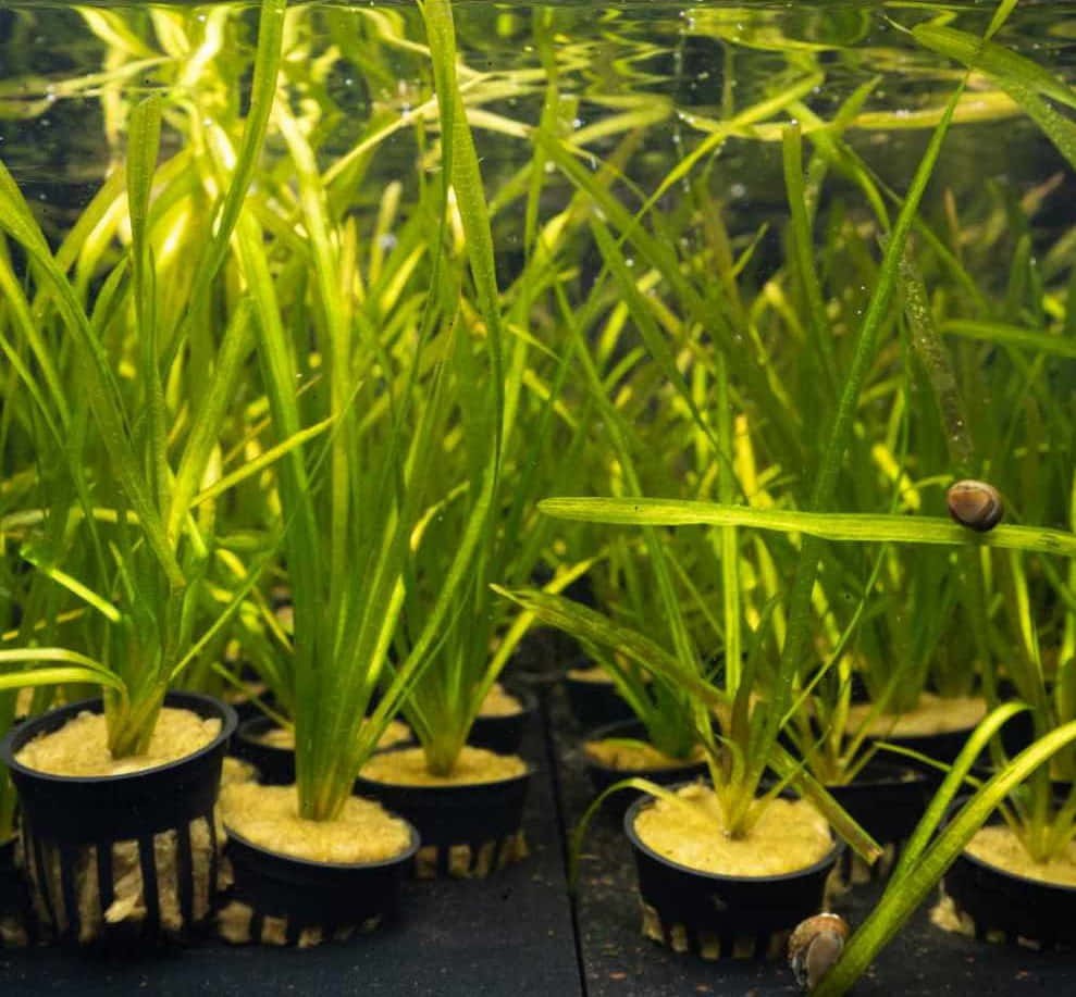 Plant 桌布 壁紙 — 一排排充滿活力的綠色水生植物種在黑色花盆中，在水下茁壯成長，陽光透過水面照射下來。