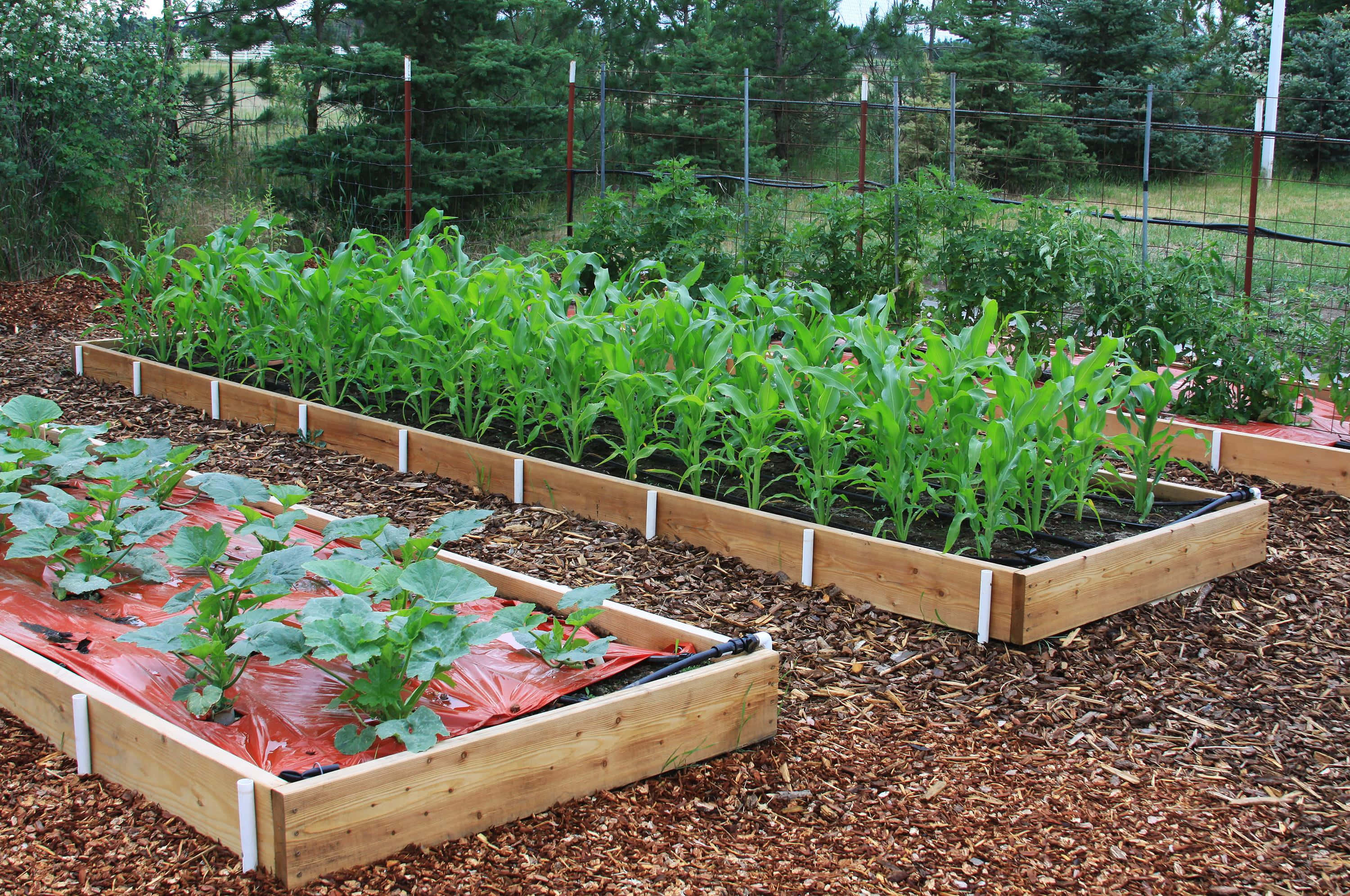 Garden Bed 桌布 壁紙 — 一排排充滿活力的綠色玉米和南瓜植物在覆蓋物和常綠樹環繞的木製高架床中茁壯成長。