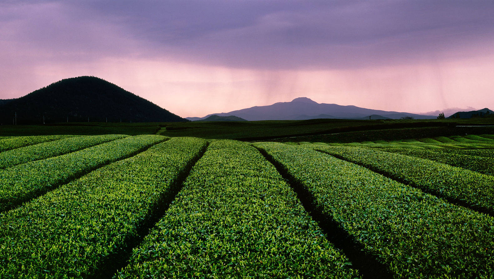 Jeju 桌布 壁紙 — 一排排充滿活力的綠色茶樹在戲劇性的紫色和粉紅色暮色天空下向遠山延伸。