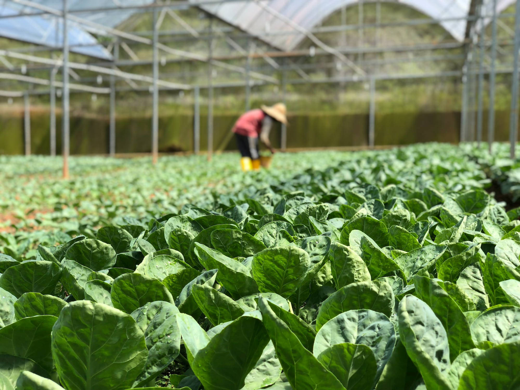 Vegetables 桌布 壁紙 — 一排排充滿活力的綠色葉菜在溫室頂篷下延伸，背景中一名工人正在照料作物。