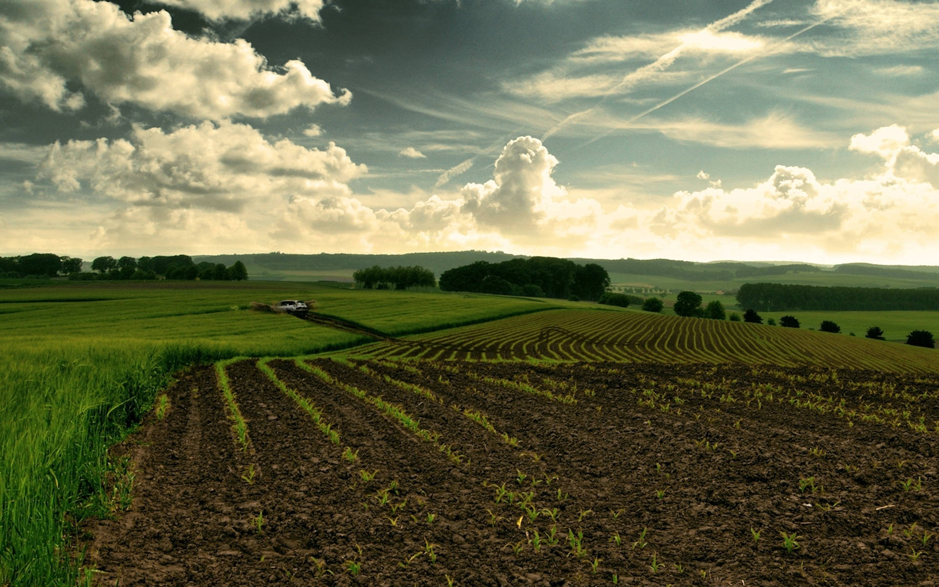 Agriculture 桌布 壁紙 — 一排排嫩綠的農作物在翻耕過的土地上延伸，上方是戲劇性的天空，有蓬鬆的雲朵和金色的陽光。
