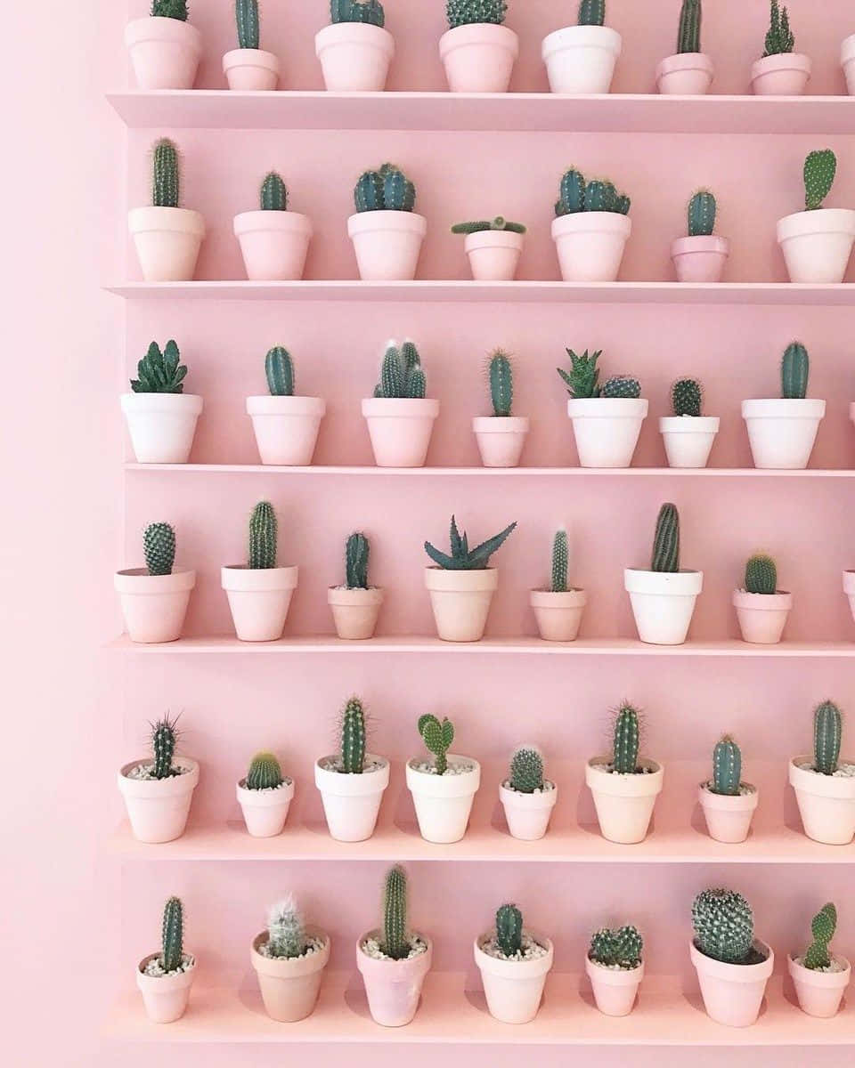 Cactus Plants 桌布 壁紙 — 一排排小仙人掌放在粉彩花盆中，整齊地排列在粉紅色層架上，背景是相配的牆壁。