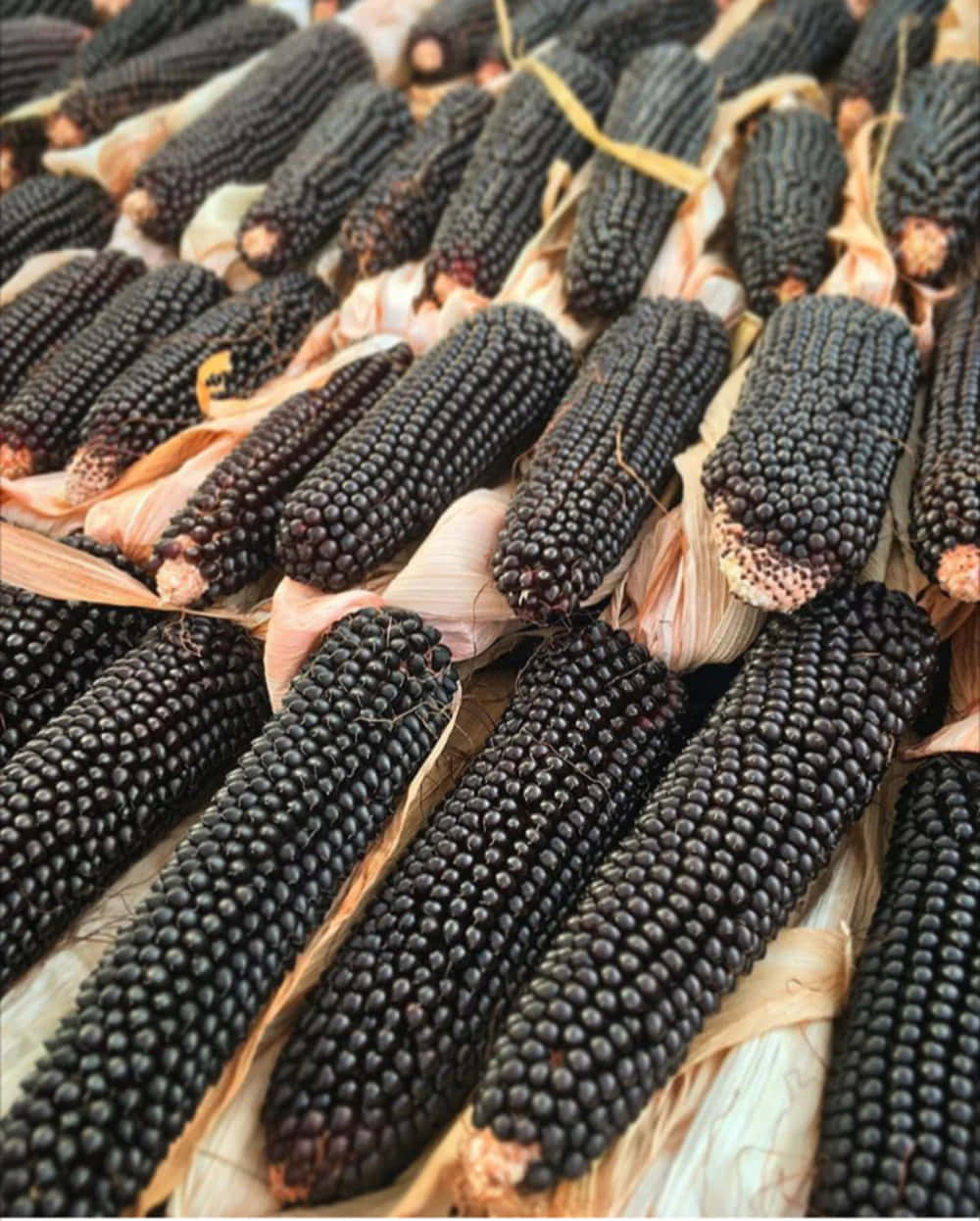 Purple Corn 桌布 壁紙 — 一排排帶有乾燥外殼的光澤黑色玉米穗，以特寫收穫展示排列。