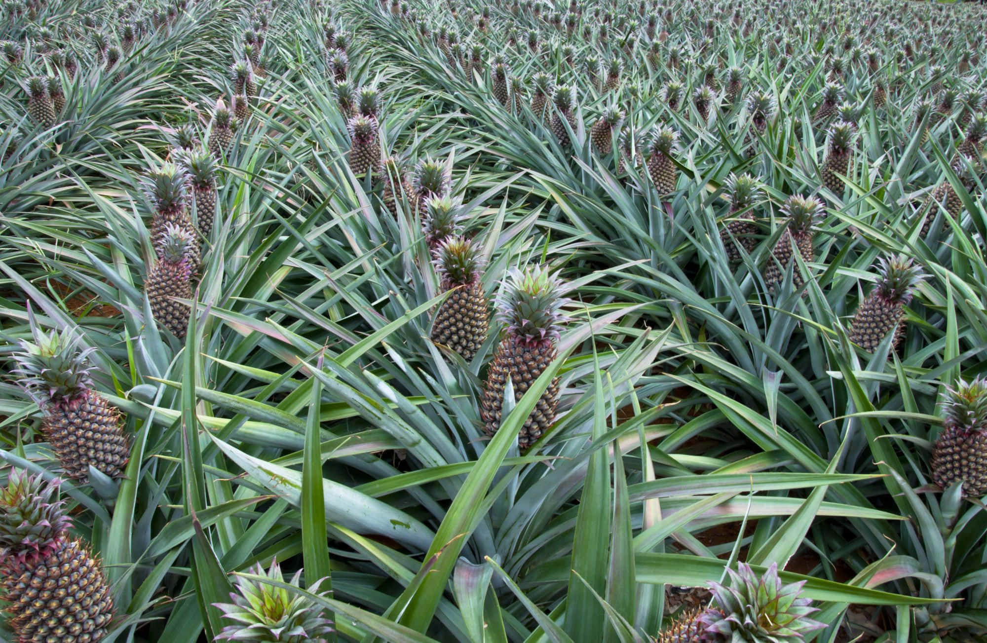 Pineapple 桌布 壁紙 — 一排排帶有尖刺綠葉和正在發育果實的鳳梨植物，延伸在茂盛的農田上。