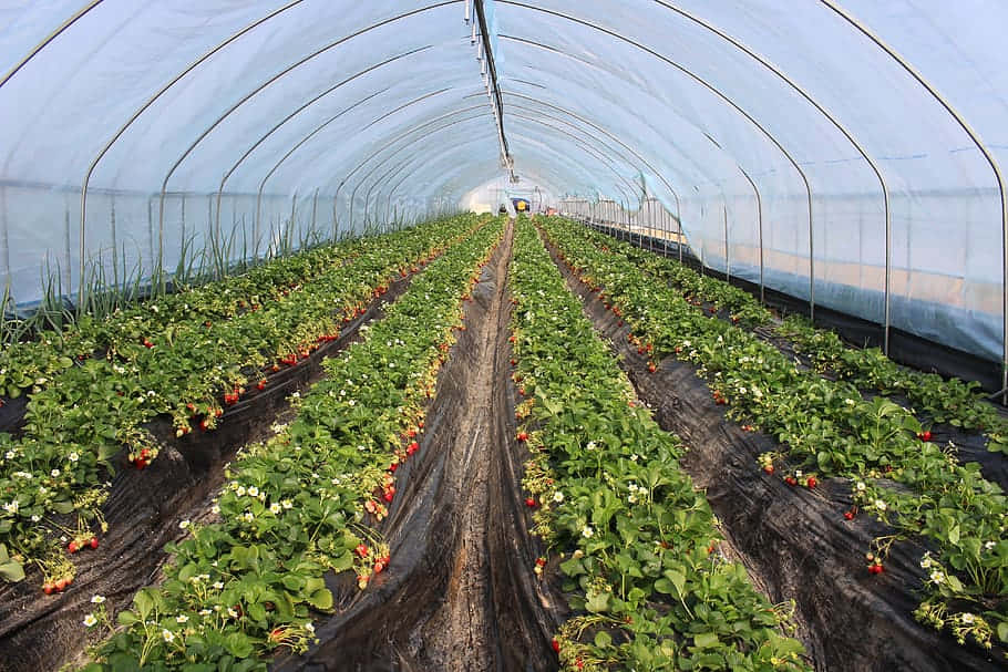 Organic Farming 桌布 壁紙 — 一排排帶有紅色果實和白色花朵的草莓植物在彎曲的溫室屋頂下延伸。