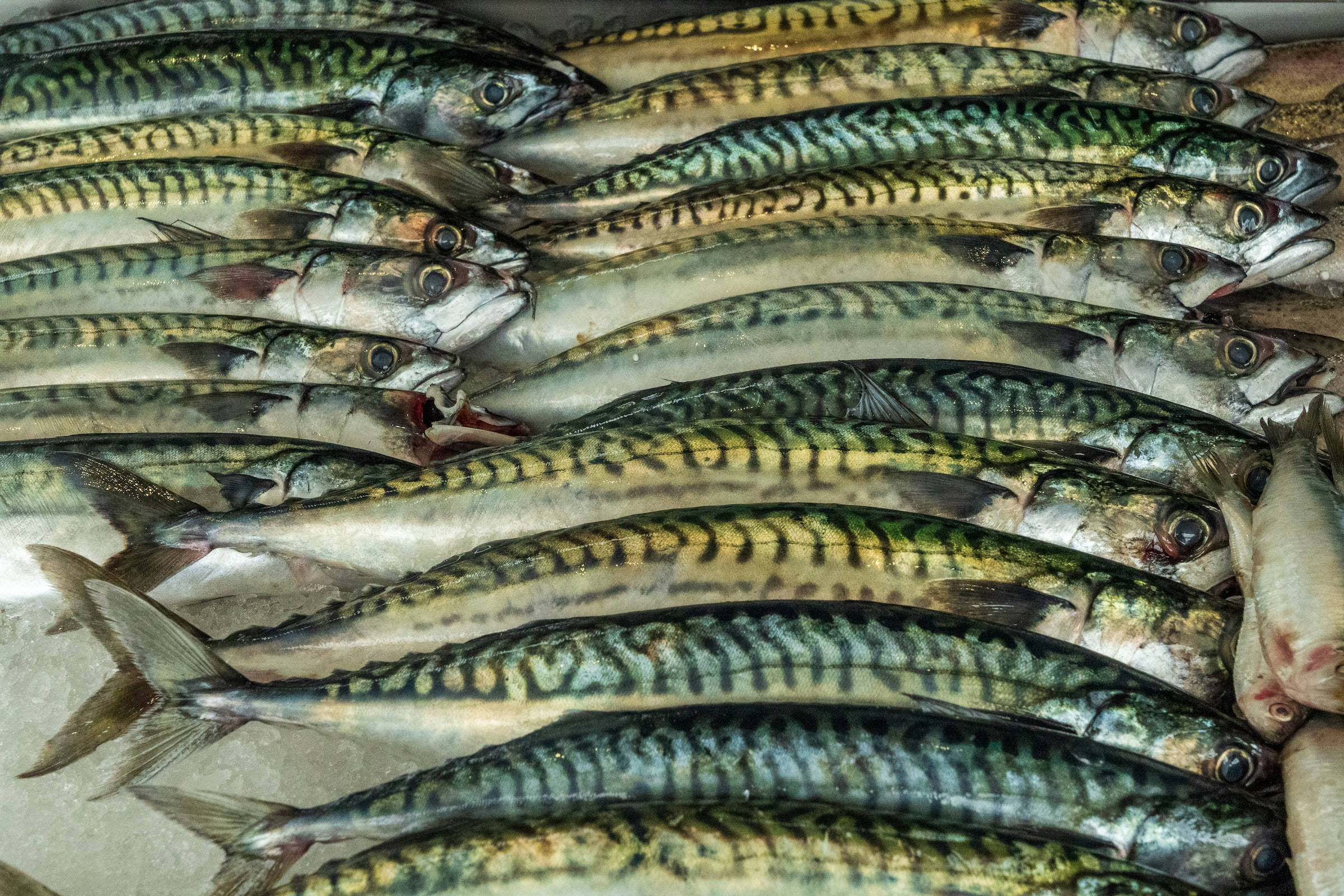 魚 桌布 壁紙 — 一排排帶有綠色條紋的新鮮鯖魚在海鮮市場攤位的冰上閃閃發光。