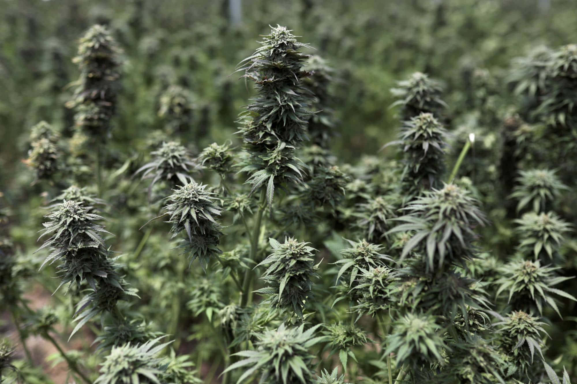 Plant 桌布 壁紙 — 一排排成熟的大麻植物，帶有密集的花蕾和鋸齒狀葉子，在柔和的自然光下在種植的田野中輕輕搖曳。