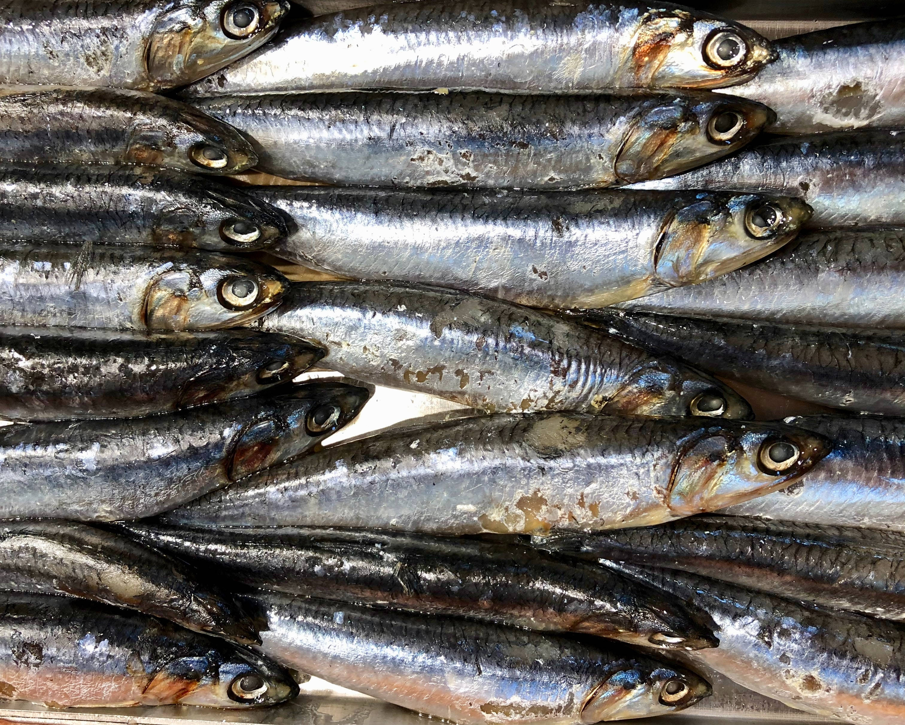 魚 桌布 壁紙 — 一排排新鮮銀色沙丁魚在明亮燈光下閃閃發光，鱗片細緻，眼睛圓潤。